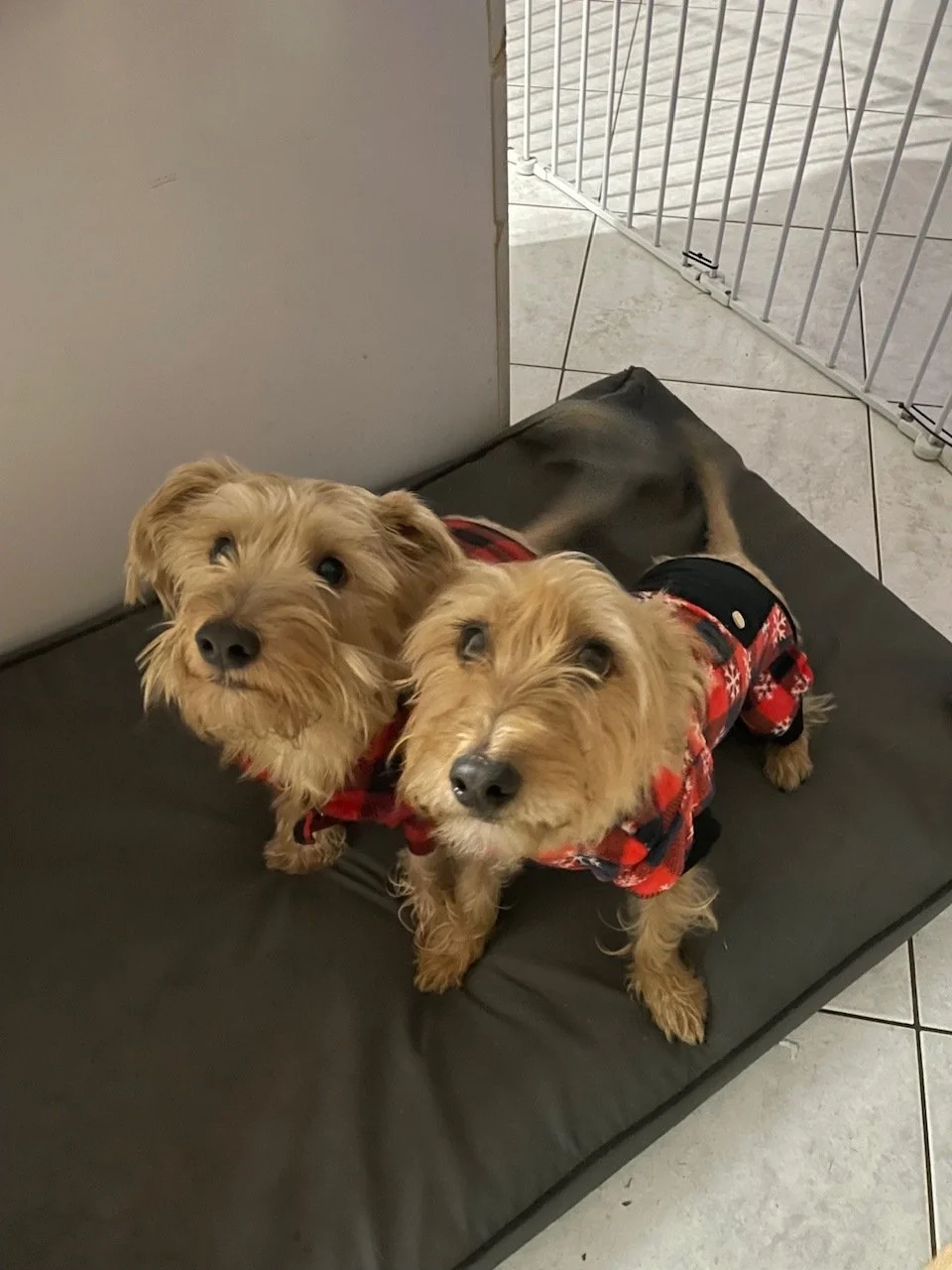 ❤️COURTESY POST: Meet Georgie and Bear! *These dogs are not in the care of the SPCA* but is need of re-homing. Please contact the owner for more information (contact information provided below).

Georgie and Bear are 5-year-old brothers who are looki