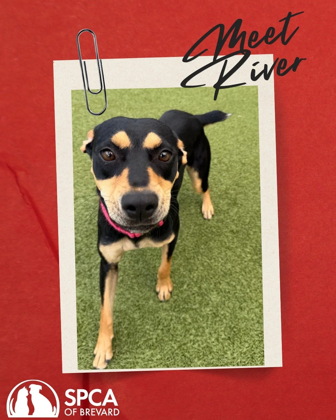 &ldquo;The river has great wisdom and whispers its secrets to the hearts of men.&rdquo; &ndash; Mark Twain 🌊❤️ 

Our River girl would love to whisper secrets AND snuggles into your heart! 

This 1-year-old sweet girl is a mixed-breed pup weighing ab