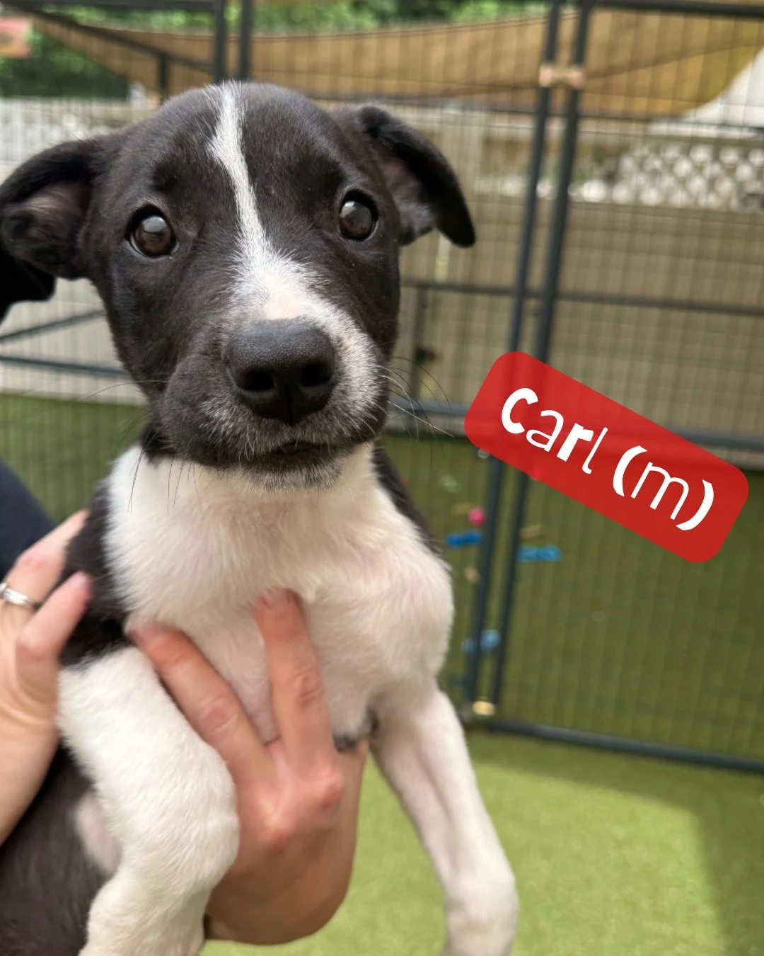 Update on the Puppy Pack! Ameila was adopted, but now Carl has joined the crew of available puppers! 

 These sweet mixed-breed boys and girls are about 3 months old and are ready to find loving foster-to-adopt homes while they wait for their surgeri