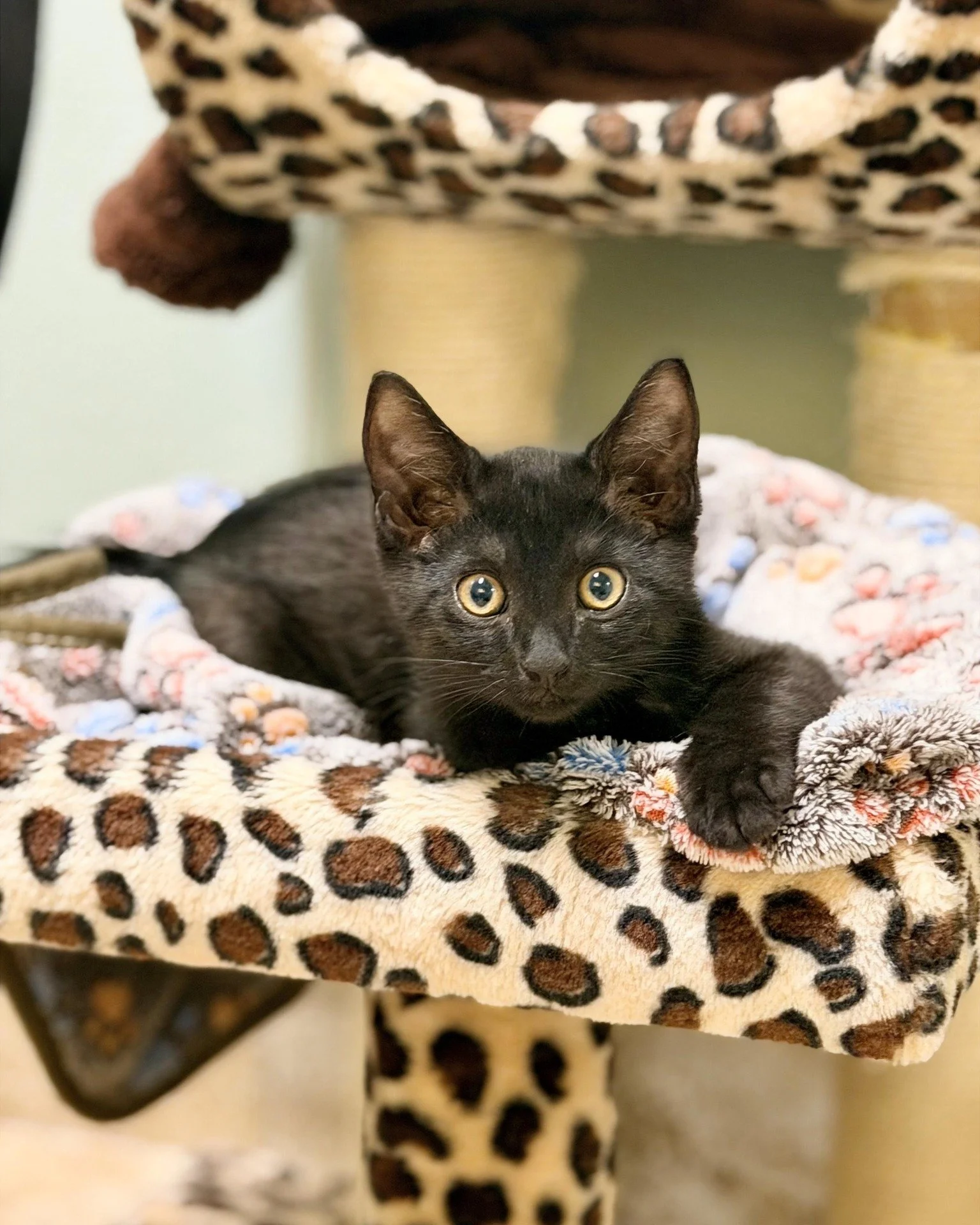 Hi my name is Ed, I love chilling in my bed, please don't forget to pet my head --- when you come to meet me at the shelter! 😉🐈&zwj;⬛

Ed is a handsome 2-month-old, domestic shorthair, neutered male kitty cat ready to find his forever home! 

 📍SP