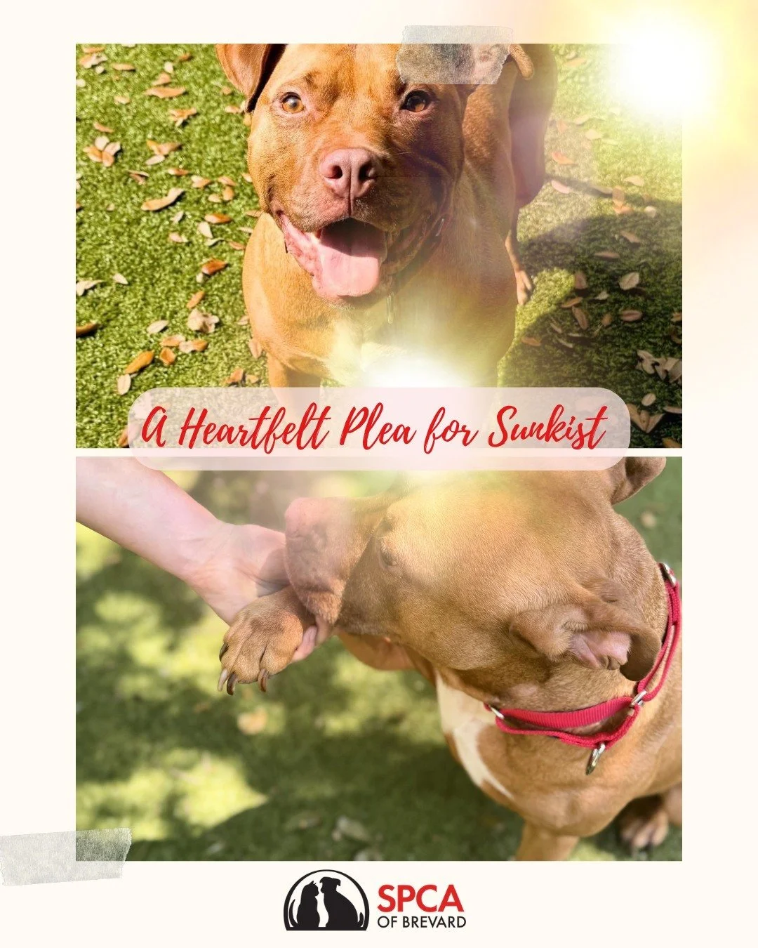 ☀️💛Please take a moment to meet Sunkist 💛☀️a beautiful 4&frac12;-year-old, medium-sized, mixed breed boy with a stunning tan and white coat&hellip; and a heart that just needs a chance.

Sunkist hasn&rsquo;t had the easiest start in life. He first 