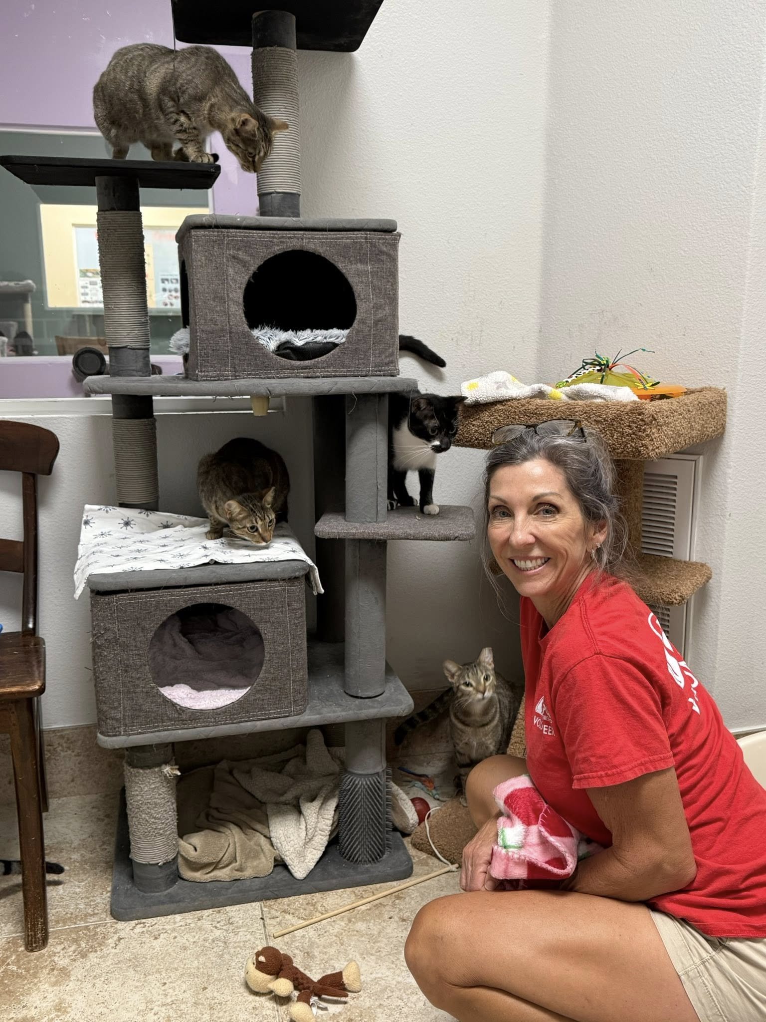 A woman in a red shirt and beige shorts with glasses on her head is kneeling on the floor next to a multi-level cat tree. Several cats of different colors and patterns are on and around the cat tree, including one at the top, one on a middle level, a