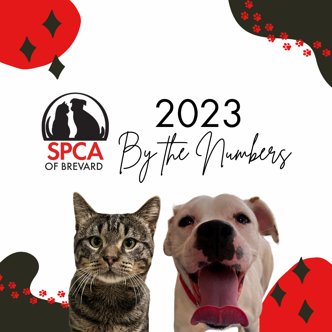 Gallery 3 — SPCA of Brevard