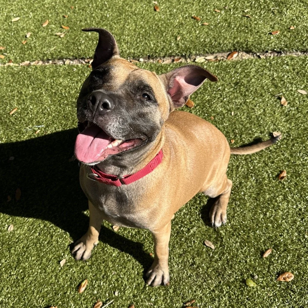 A happy brown dog with a black face and big ears, wearing a red collar, sitting on green artificial grass with scattered leaves.
