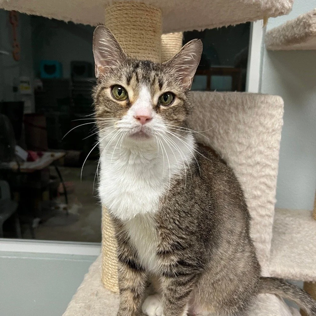 A tabby and white cat sitting on a beige carpeted cat tree, looking directly at the camera with a neutral expression.