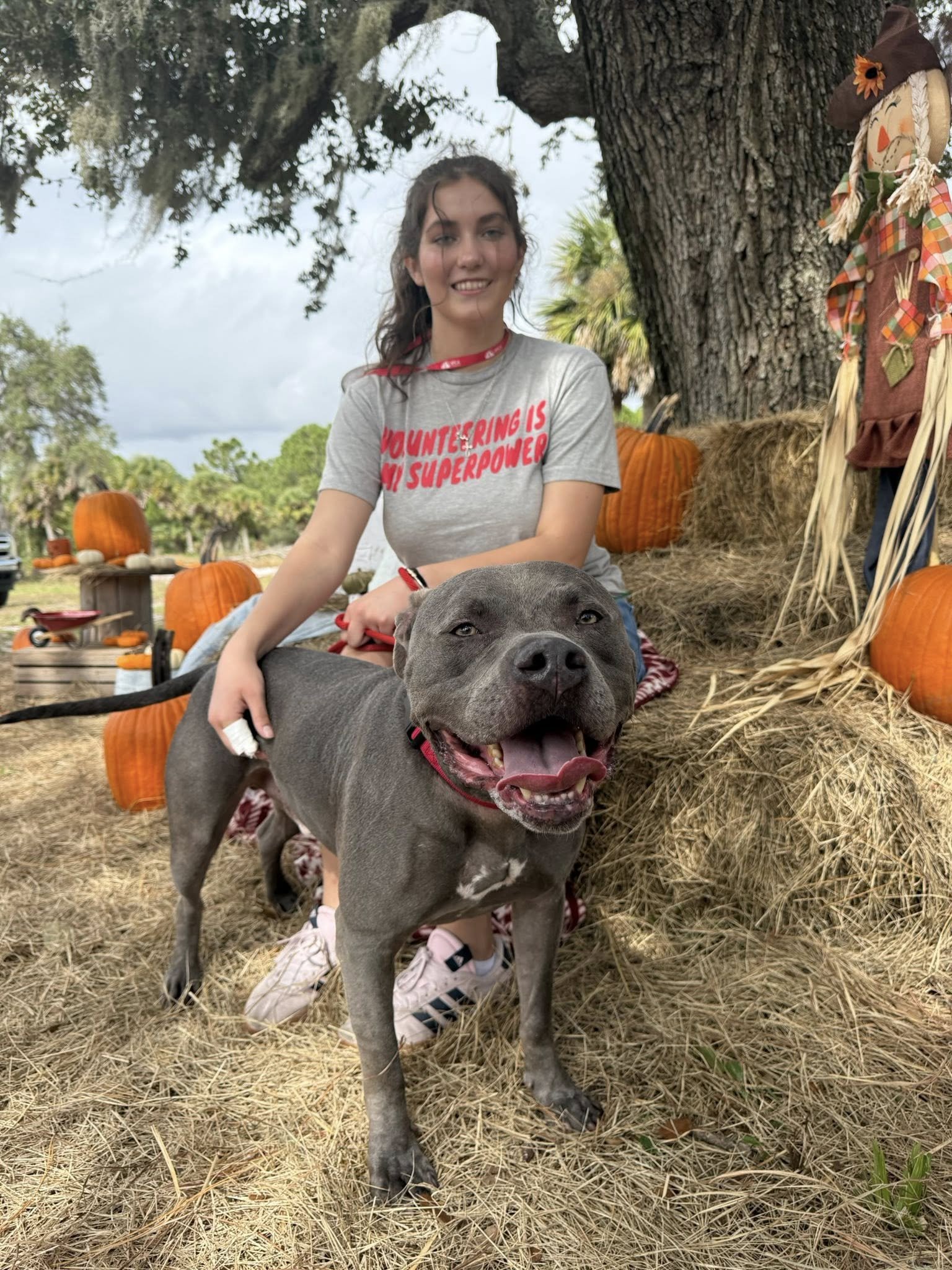 Young woman with brown hair and a gray t-shirt that says 'Volunteering is my superpower' smiling, kneeling, with a gray dog in front of her, outdoors with pumpkins, hay, trees, and fall decorations.