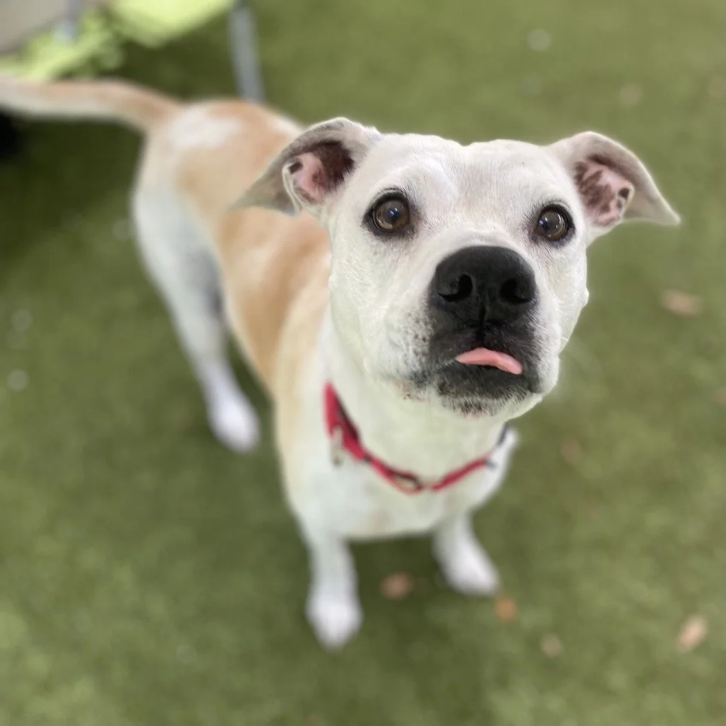 Close-up of a playful white and tan dog with a pink tongue sticking out, wearing a red collar, standing on green grass.