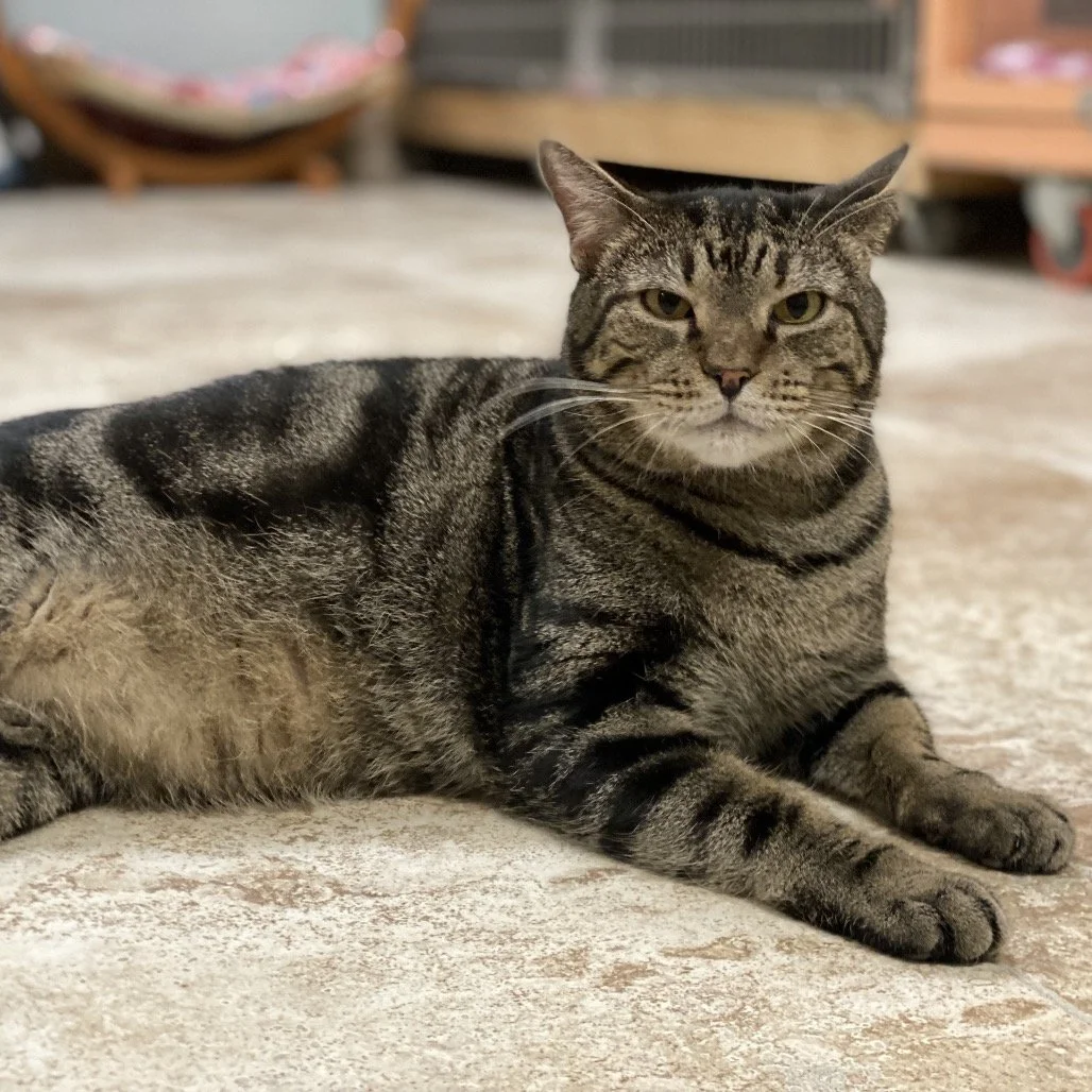 A tabby cat lying on a beige tiled floor with a relaxed expression.