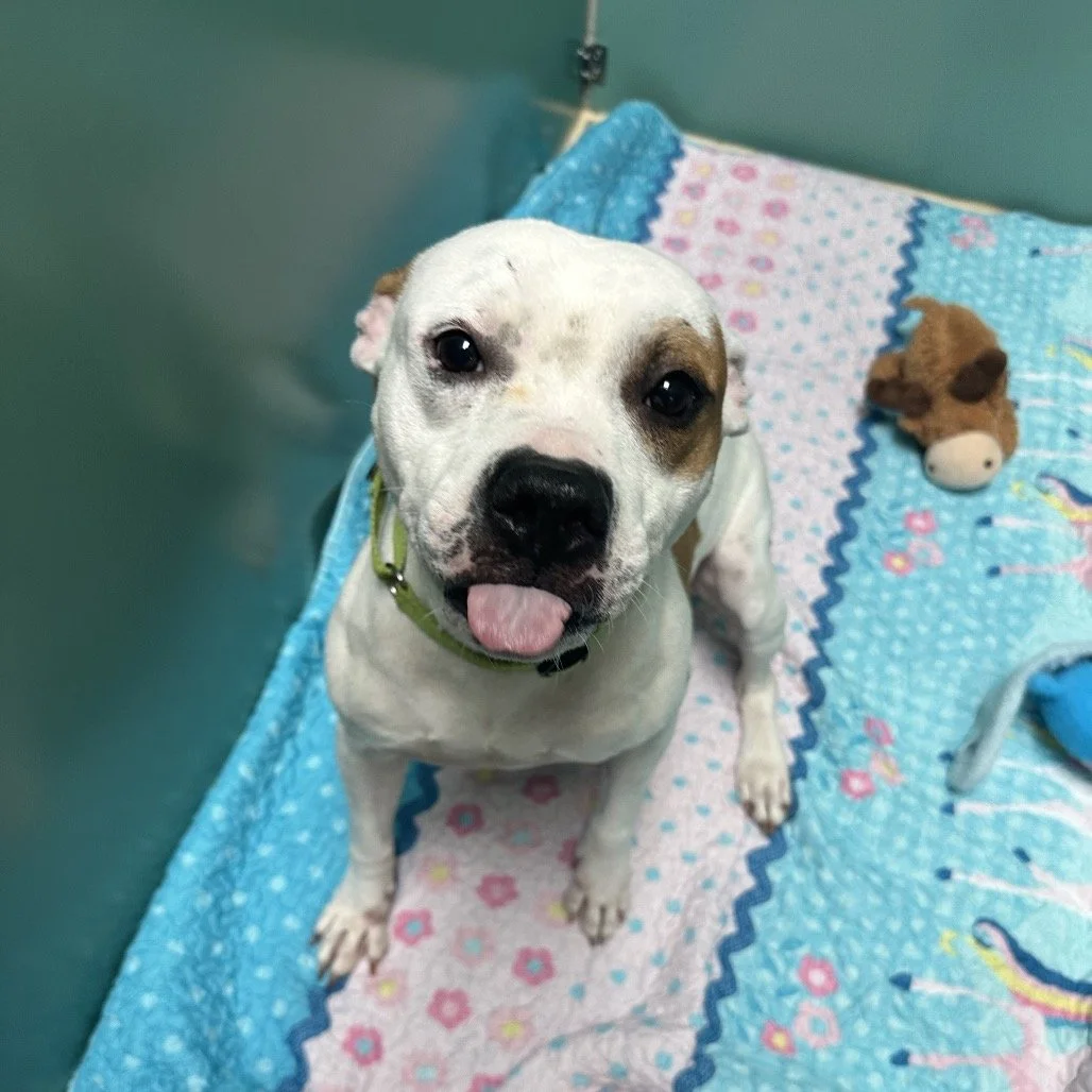 A happy white and brown dog with a green collar sitting on a colorful blanket with flowers and a stuffed animal nearby.