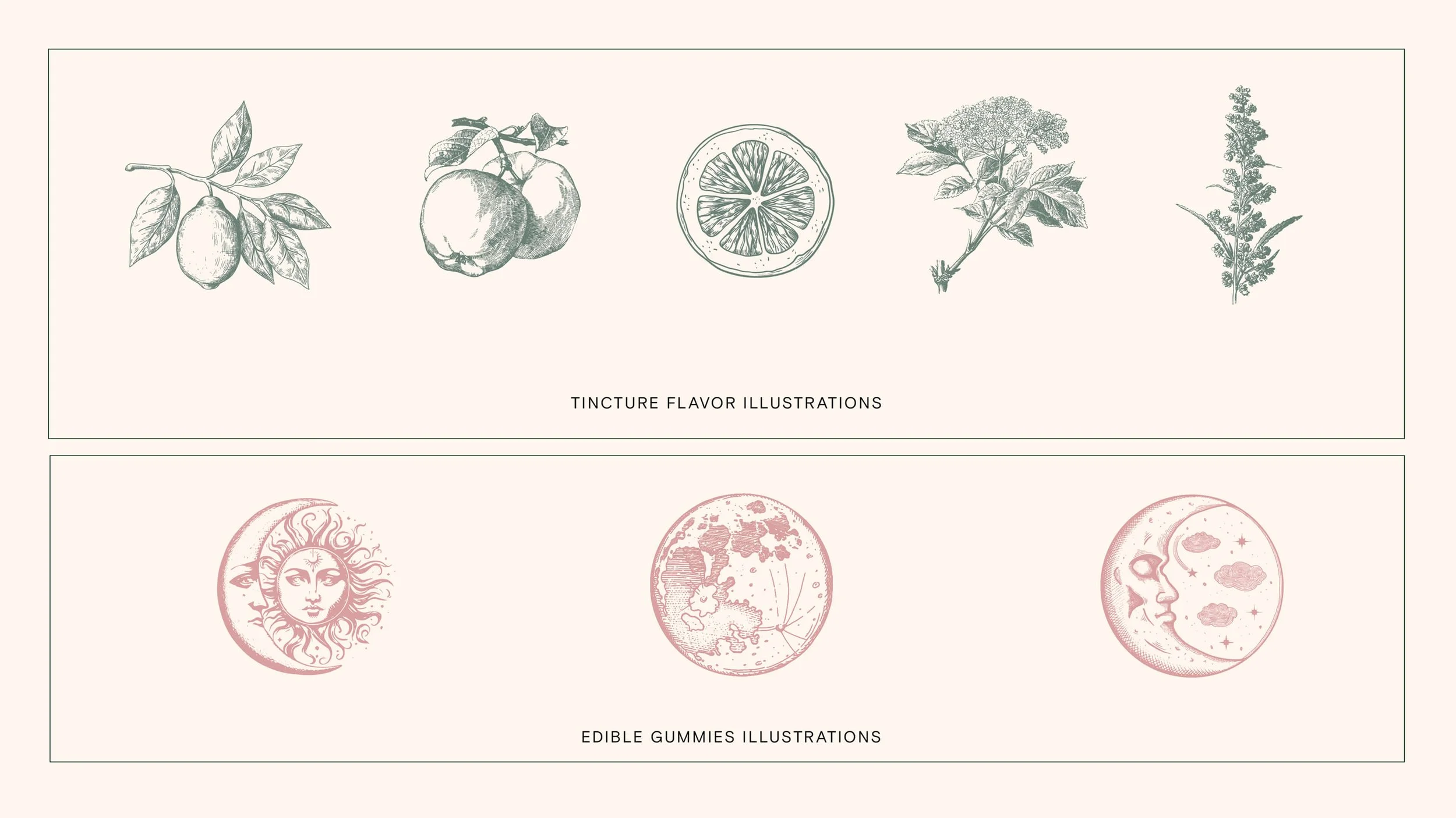 Illustration of various botanical ingredients and celestial symbols with text that reads "Tincture Flavor Illustrations" and "Edible Gummies Illustrations".