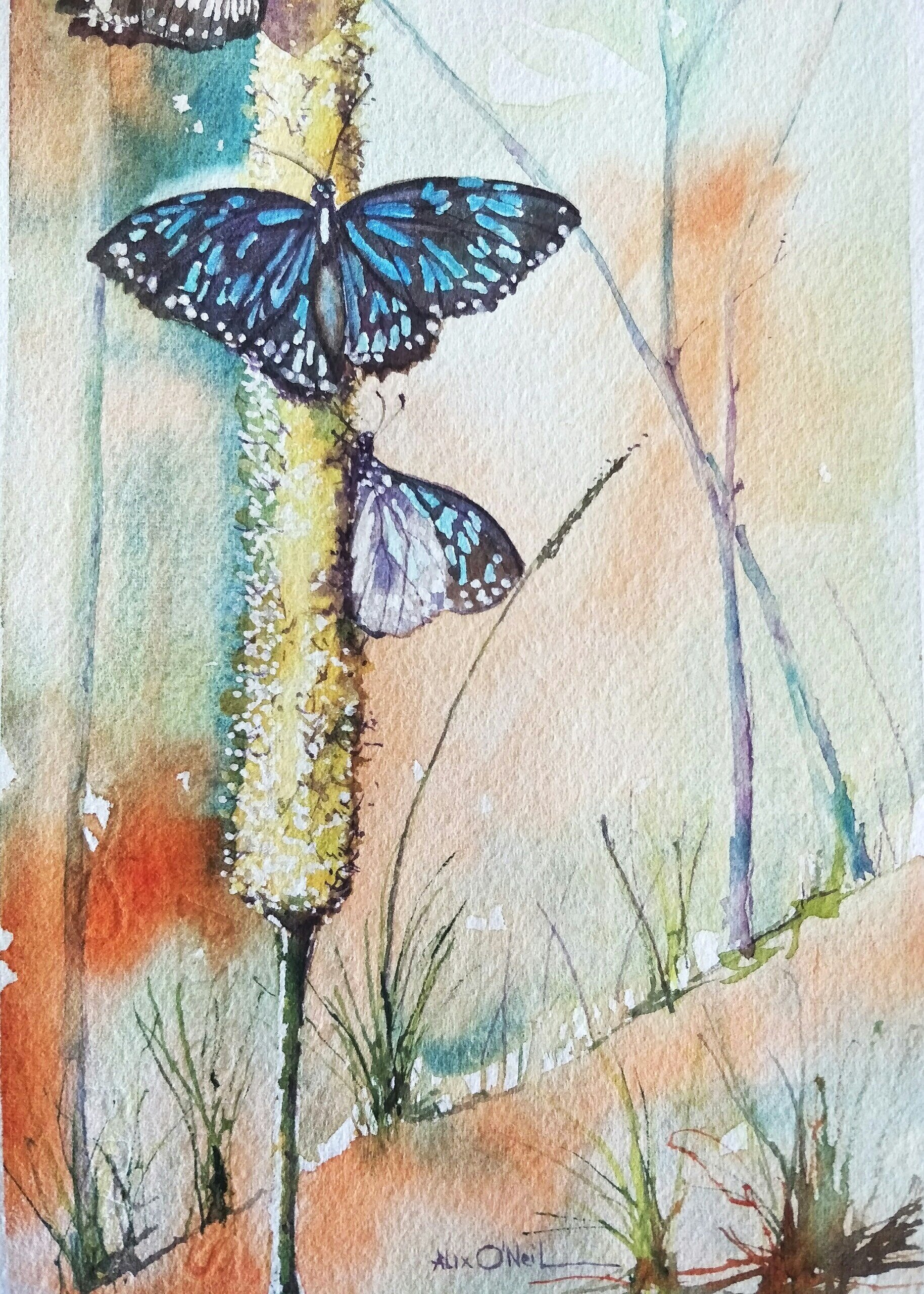 Blue+Tiger+Butterfly+base.jpg