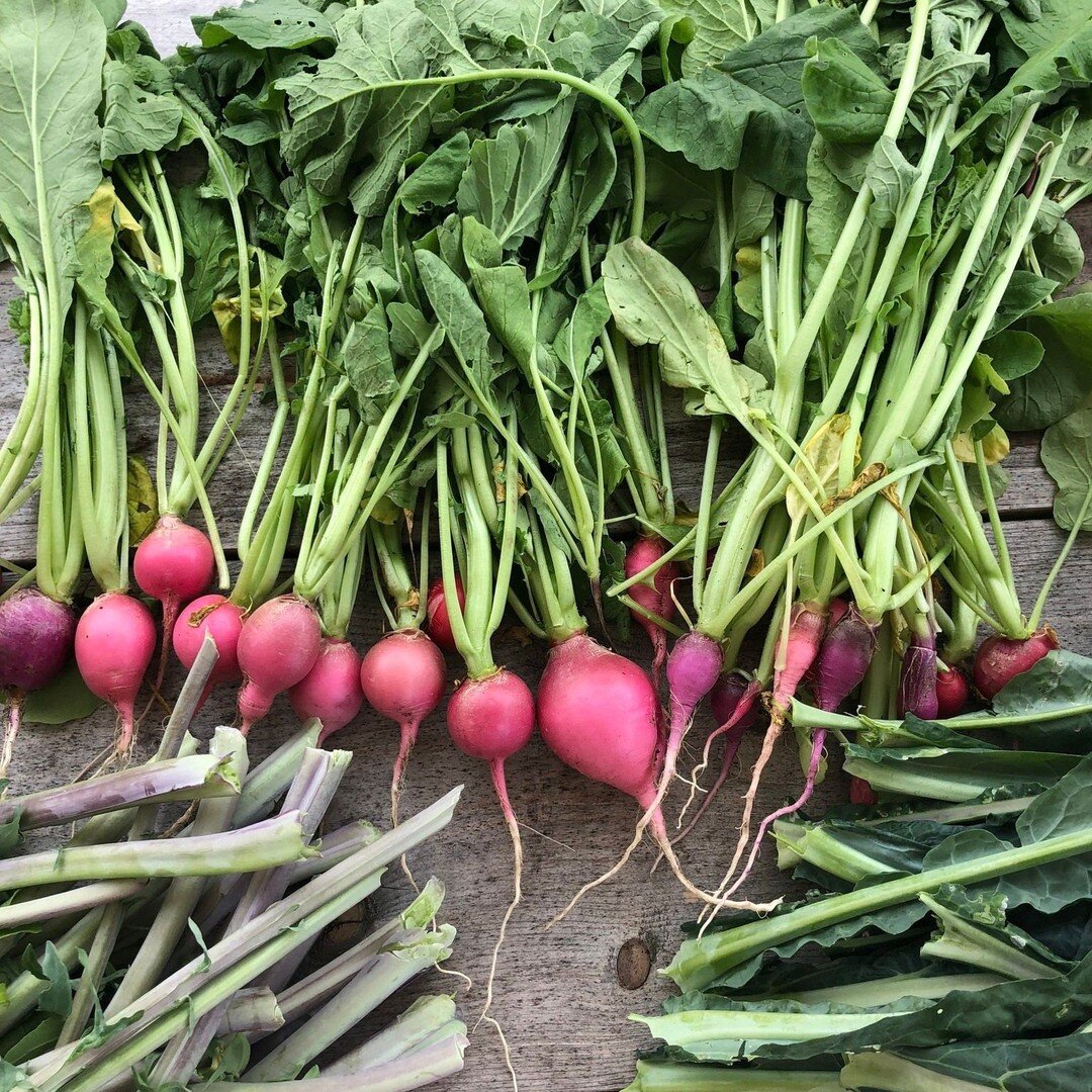 Check out our harvest! All headed to the Norwell Food Pantry tomorrow! Tomorrow (and every Thursday!), bring your extra home-grown veggies to UCC Norwell on Thursday morning and leave in the cooler out front. We'll bring our collective harvest to the