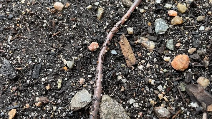 A March through the mud