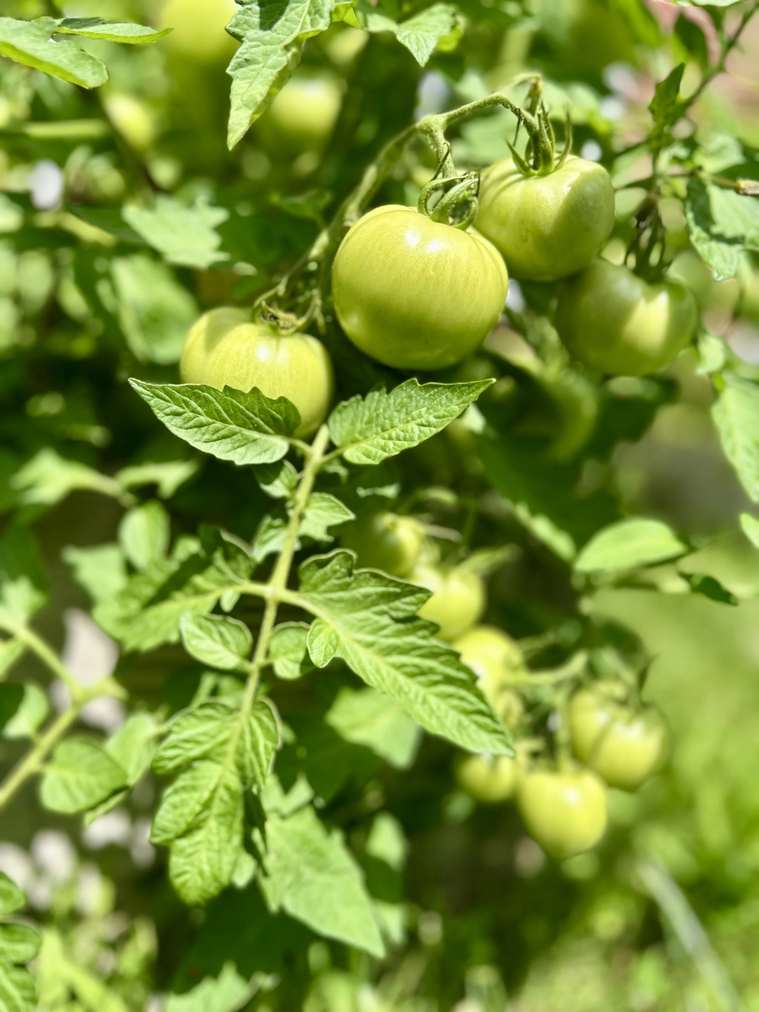 tomatoes green team.jpeg