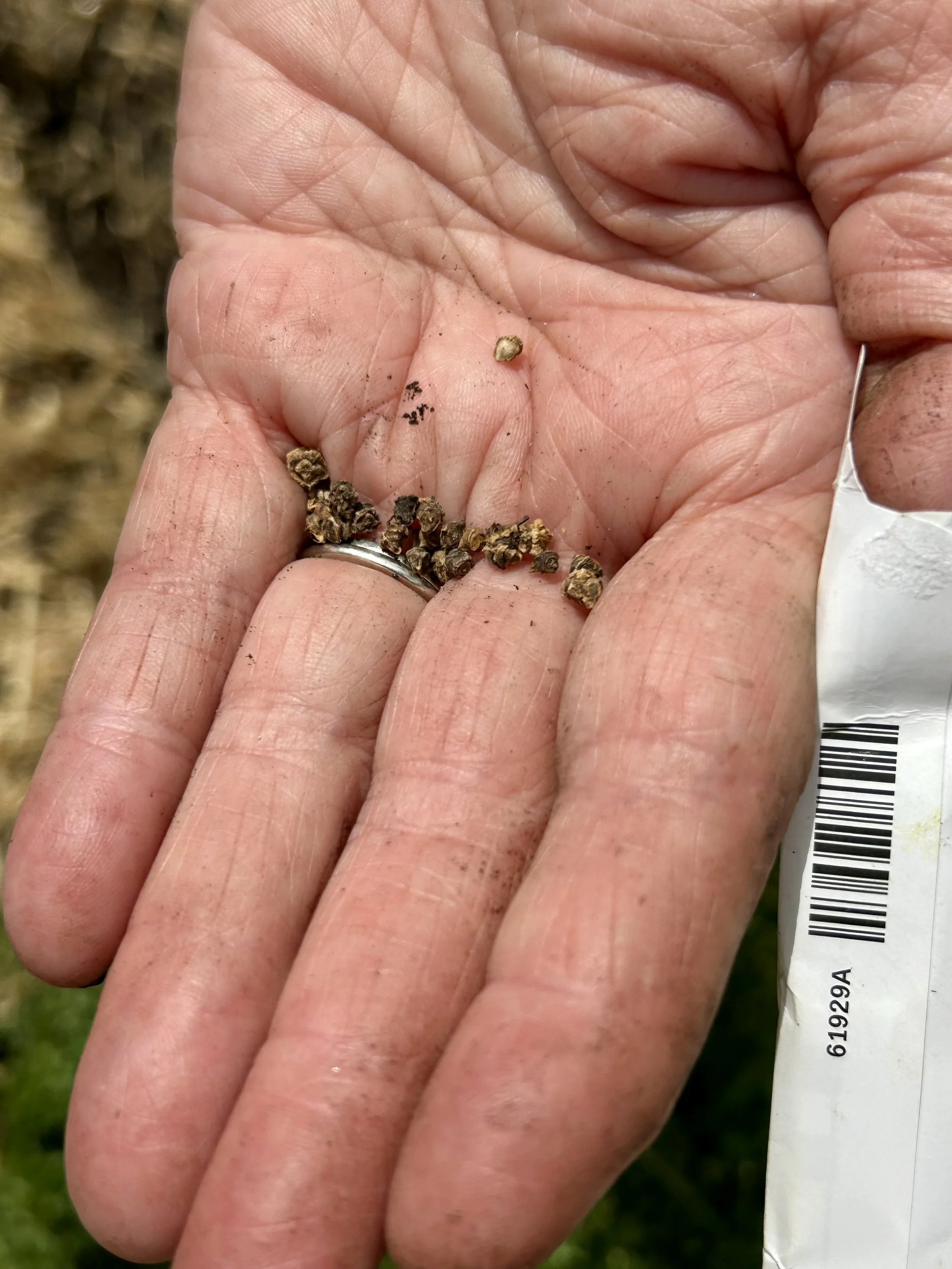 From tiny seeds: the story of our church garden