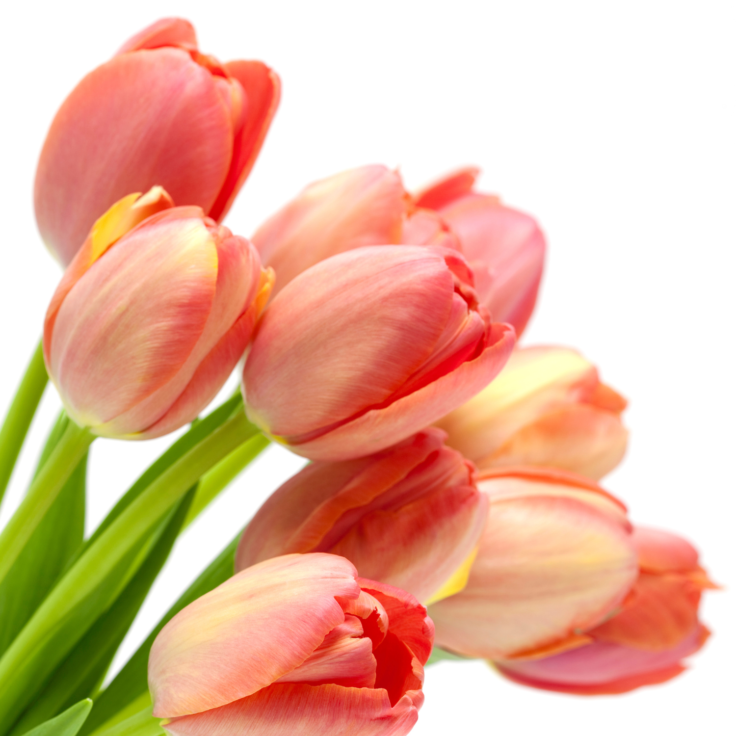 Easter tulips