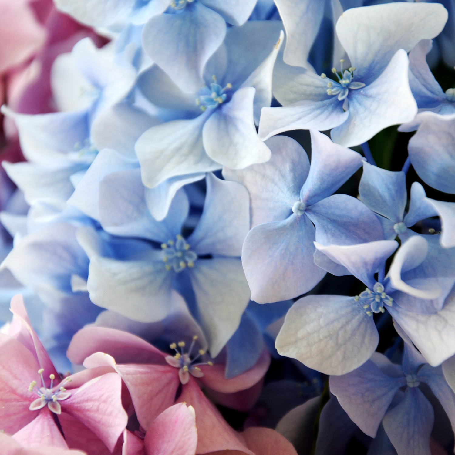 Easter hydrangeas