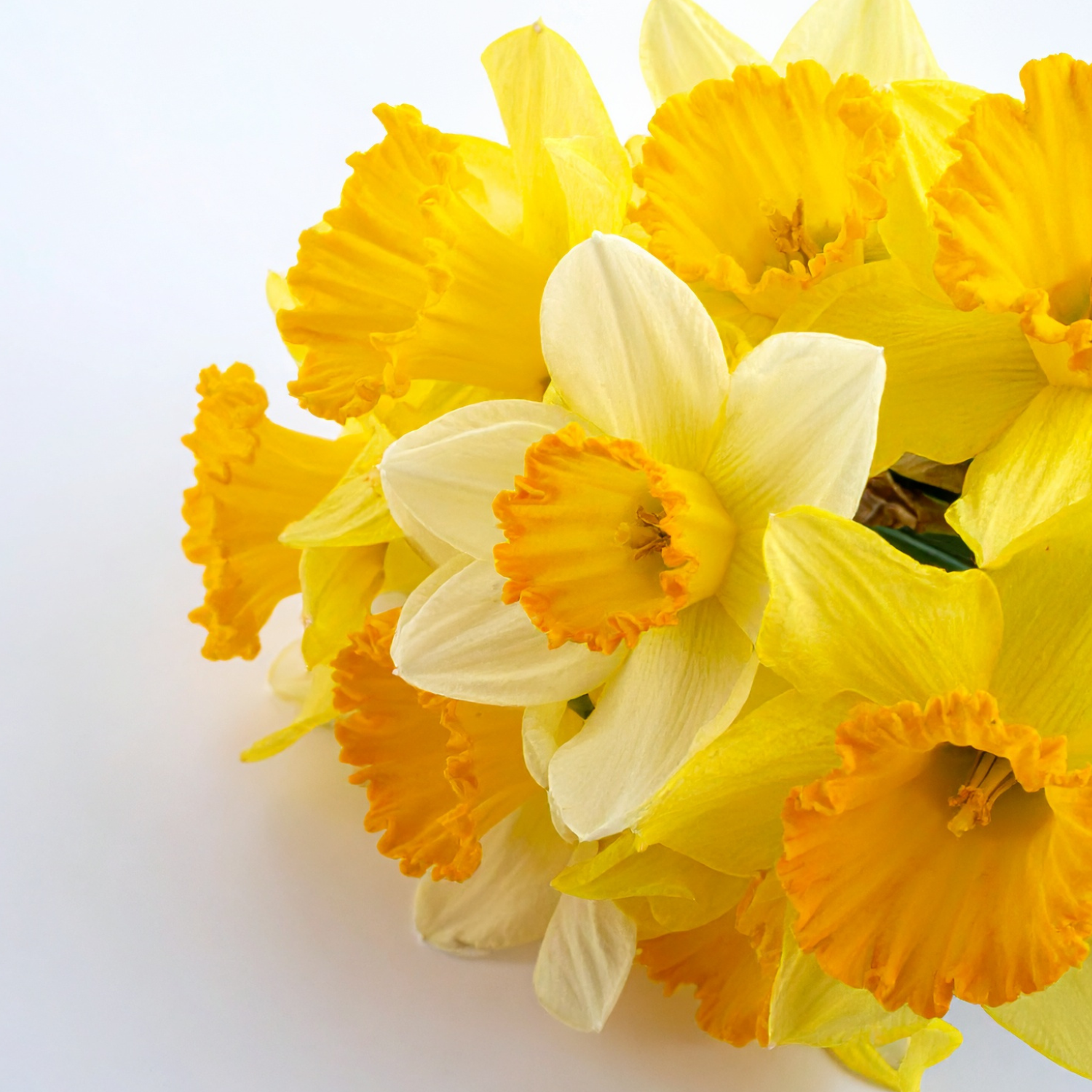 Easter daffodils
