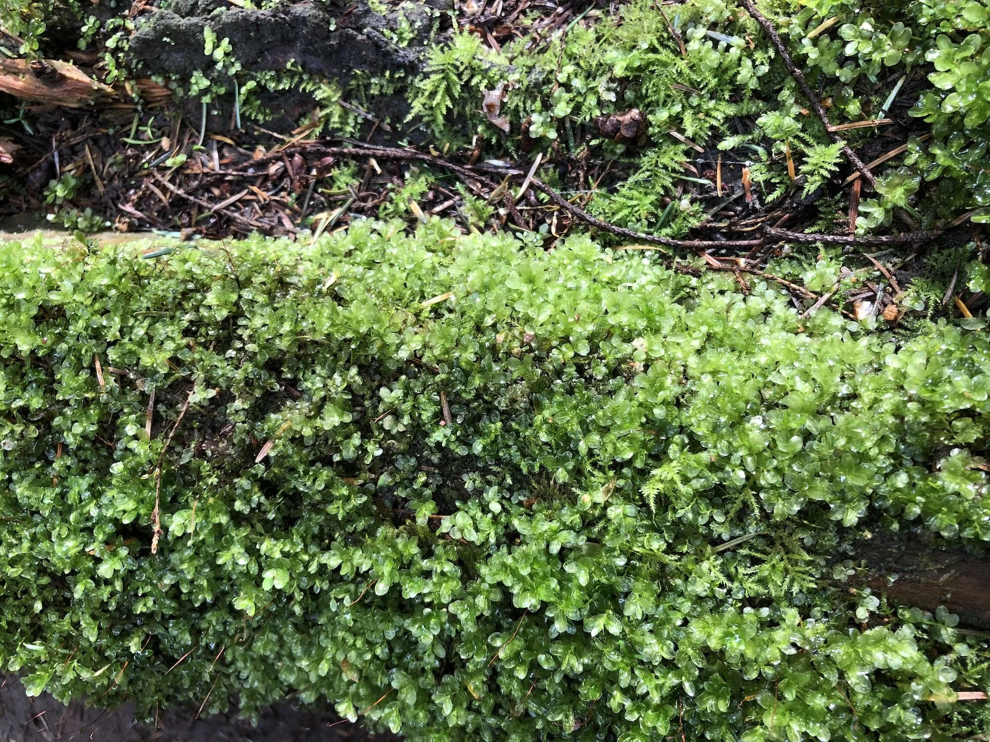 Mossy log by KB