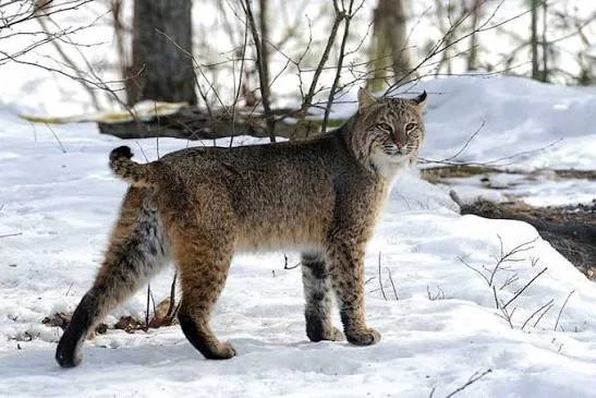 Understanding Bobcats In NH - NH Fish & Game