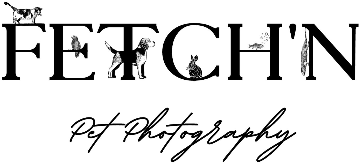 Fetch&#39;n Pet Photography