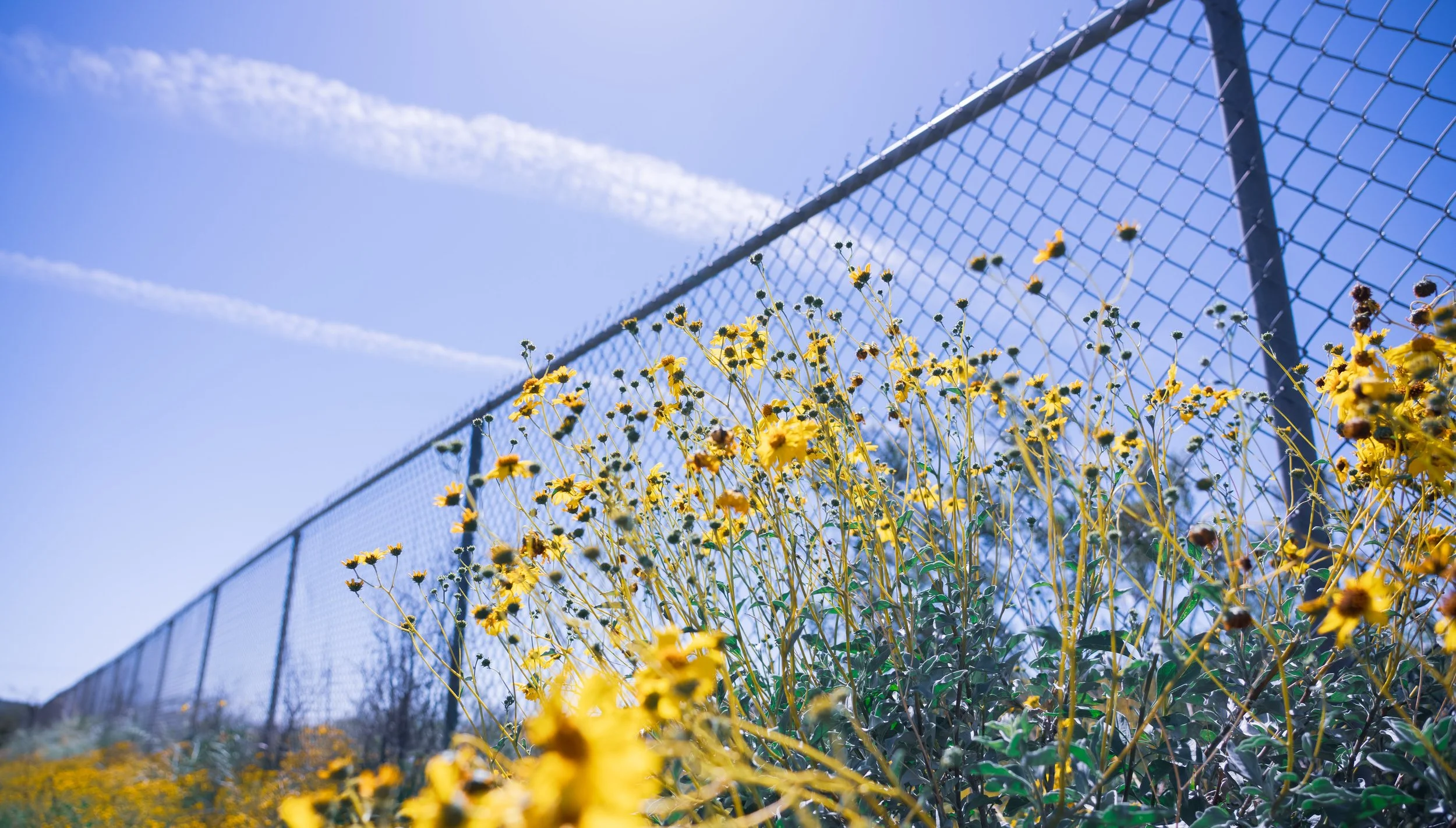 Yellow wildflowers growing along a chain-link fence under a blue sky with wispy clouds