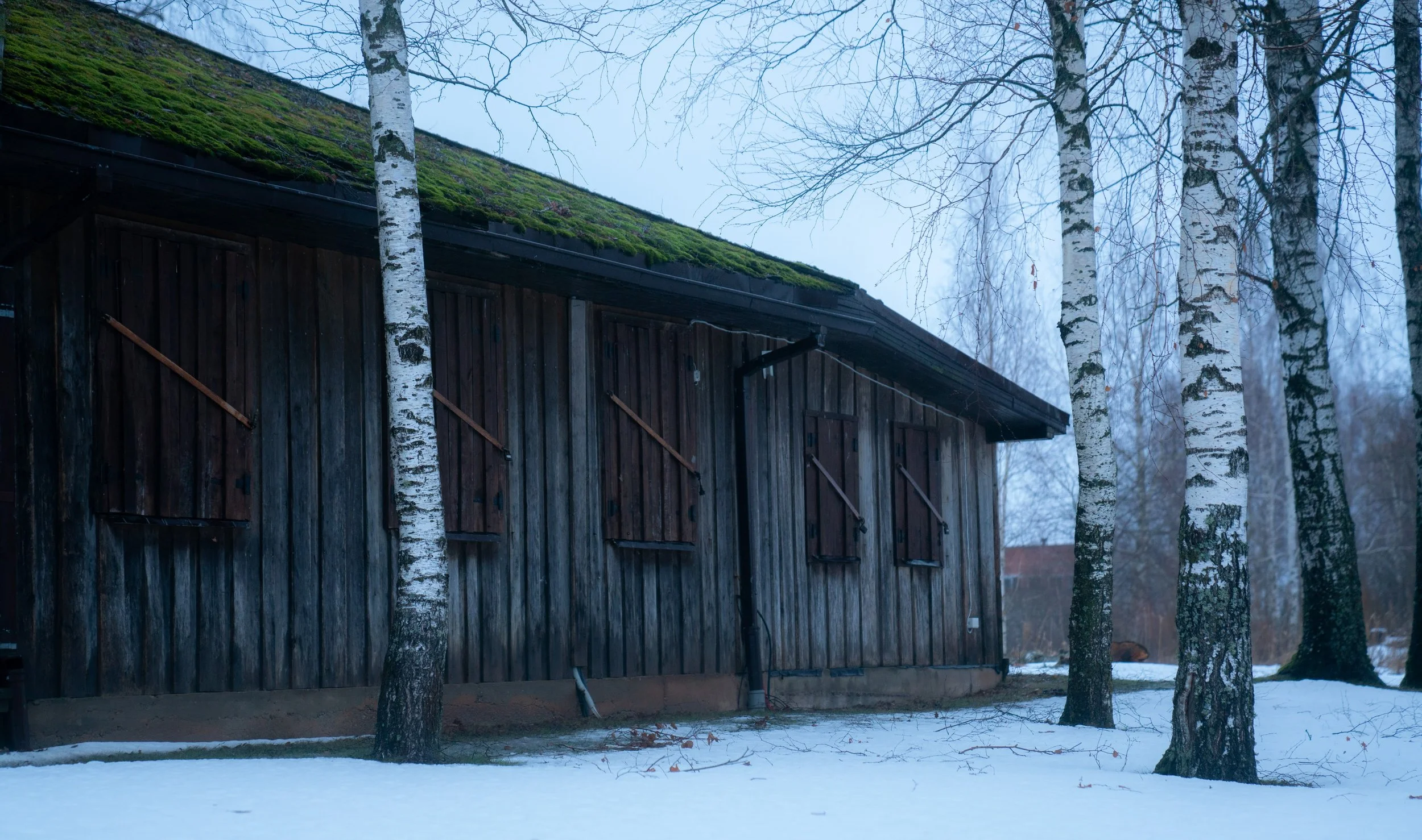A weathered wooden house with closed shutters on a snowy landscape, surrounded by leafless trees with white bark, in a winter setting.