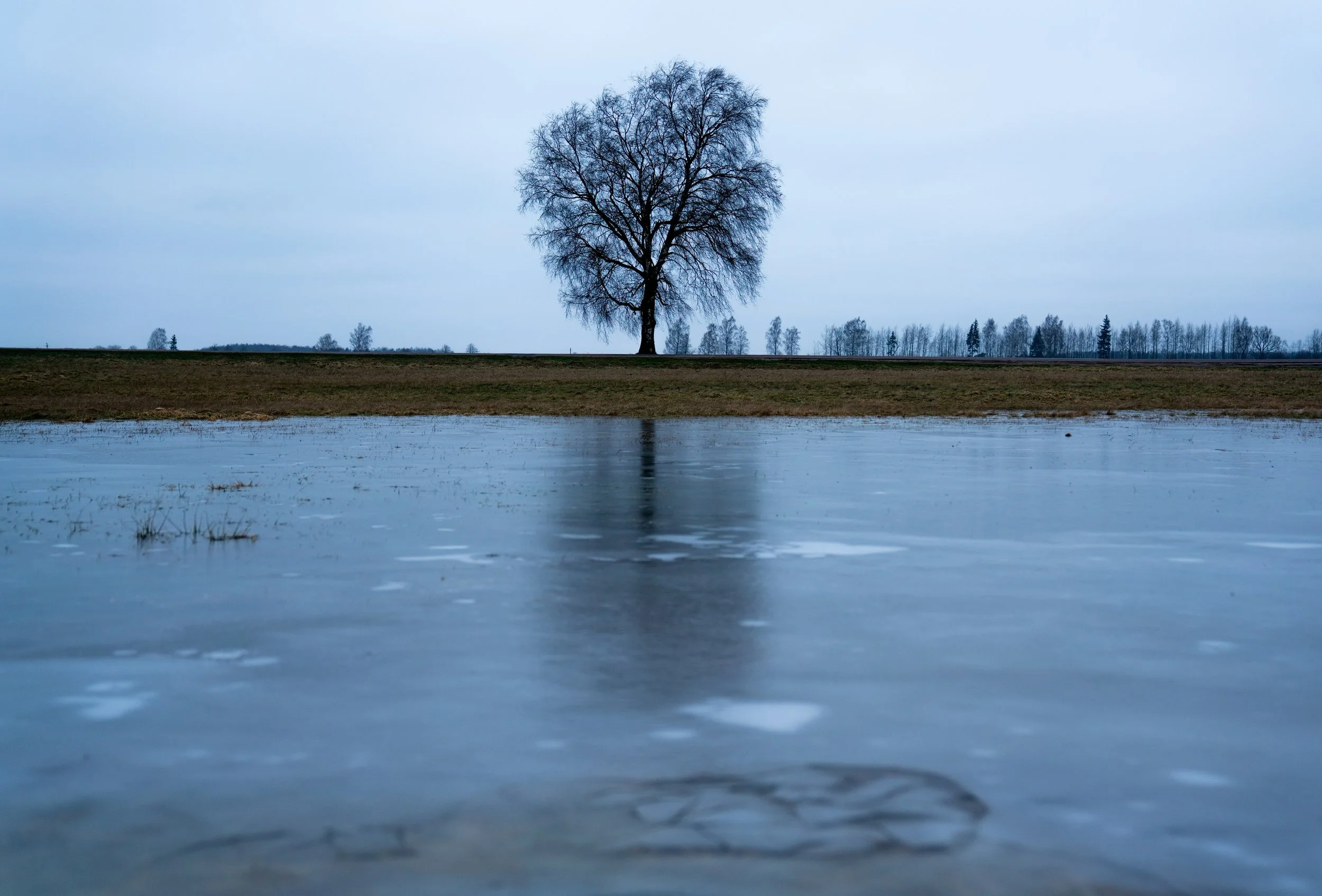 A solitary leafless tree reflected in a partially frozen body of water on a cloudy day with overcast sky.