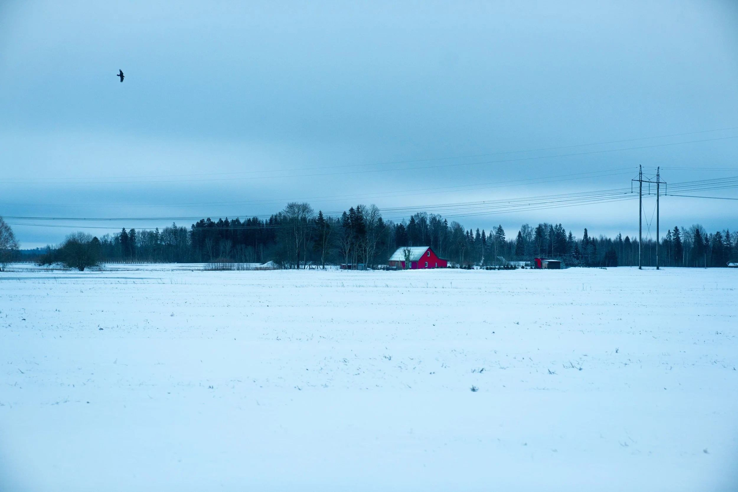 Snow-covered field with a red house and trees in the distance under a cloudy sky, and a lone bird flying overhead.