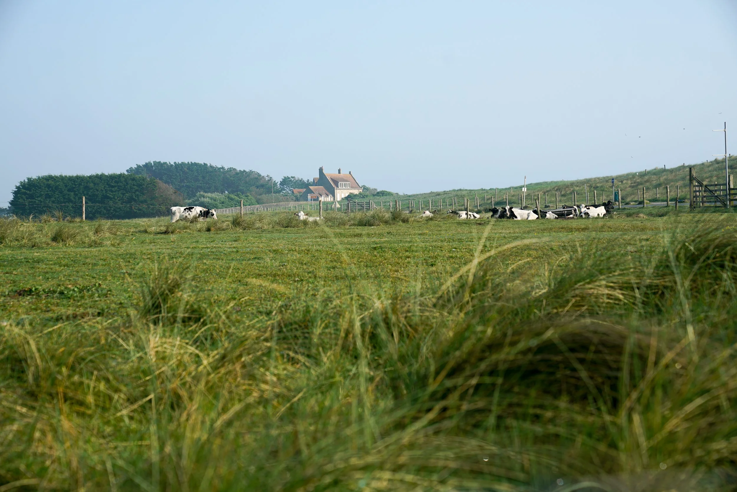 A pastoral landscape with cows lying in a grassy field, a house in the background, and a fence dividing the field.