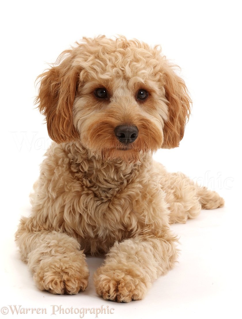 44511-Cockapoo-dog-white-background.jpg