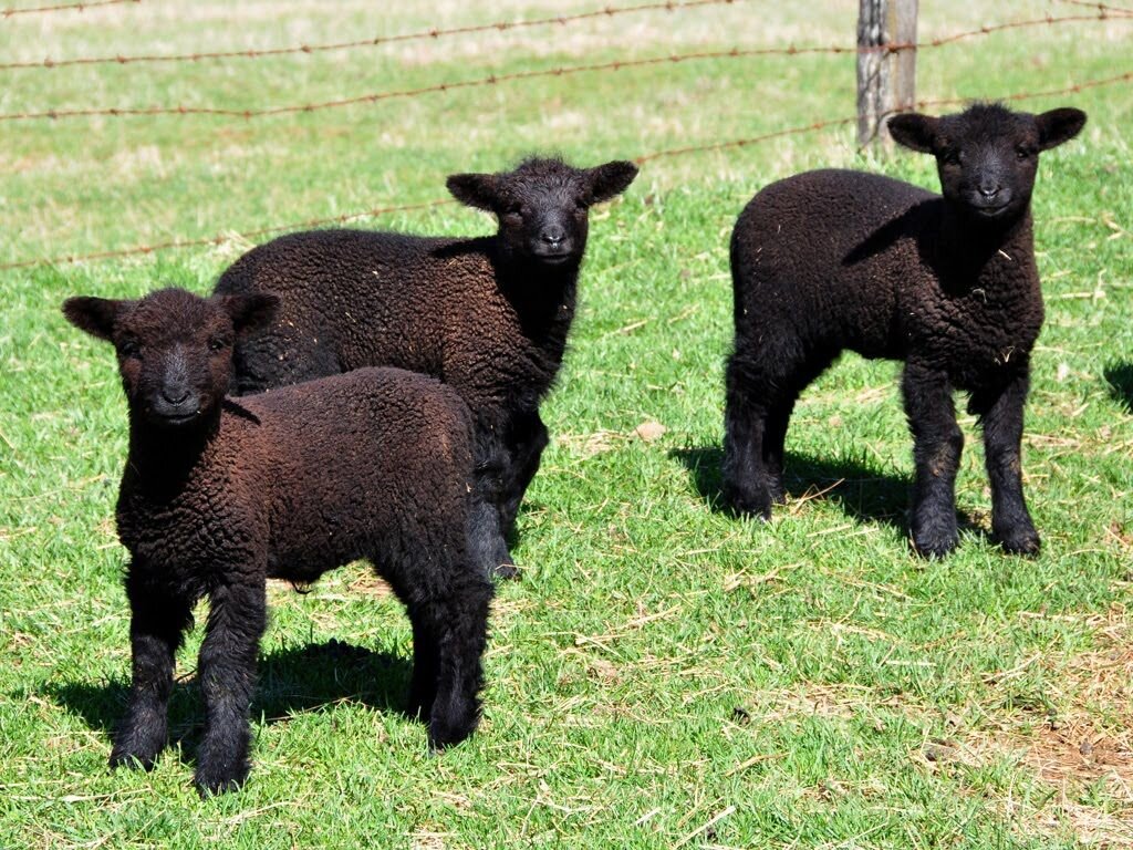Black Sheep Luxuries