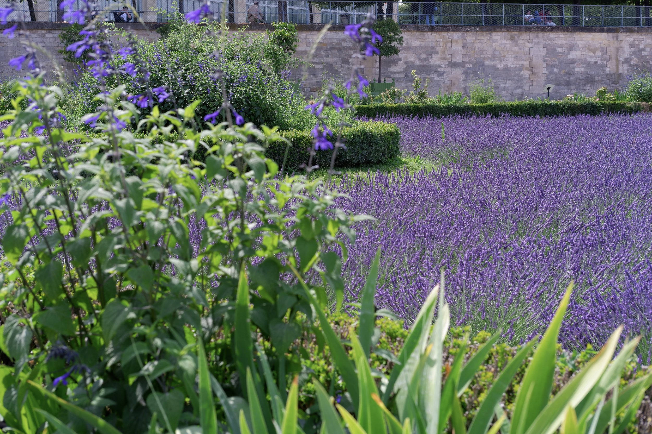  lavender field in jardins des  Tuileries  