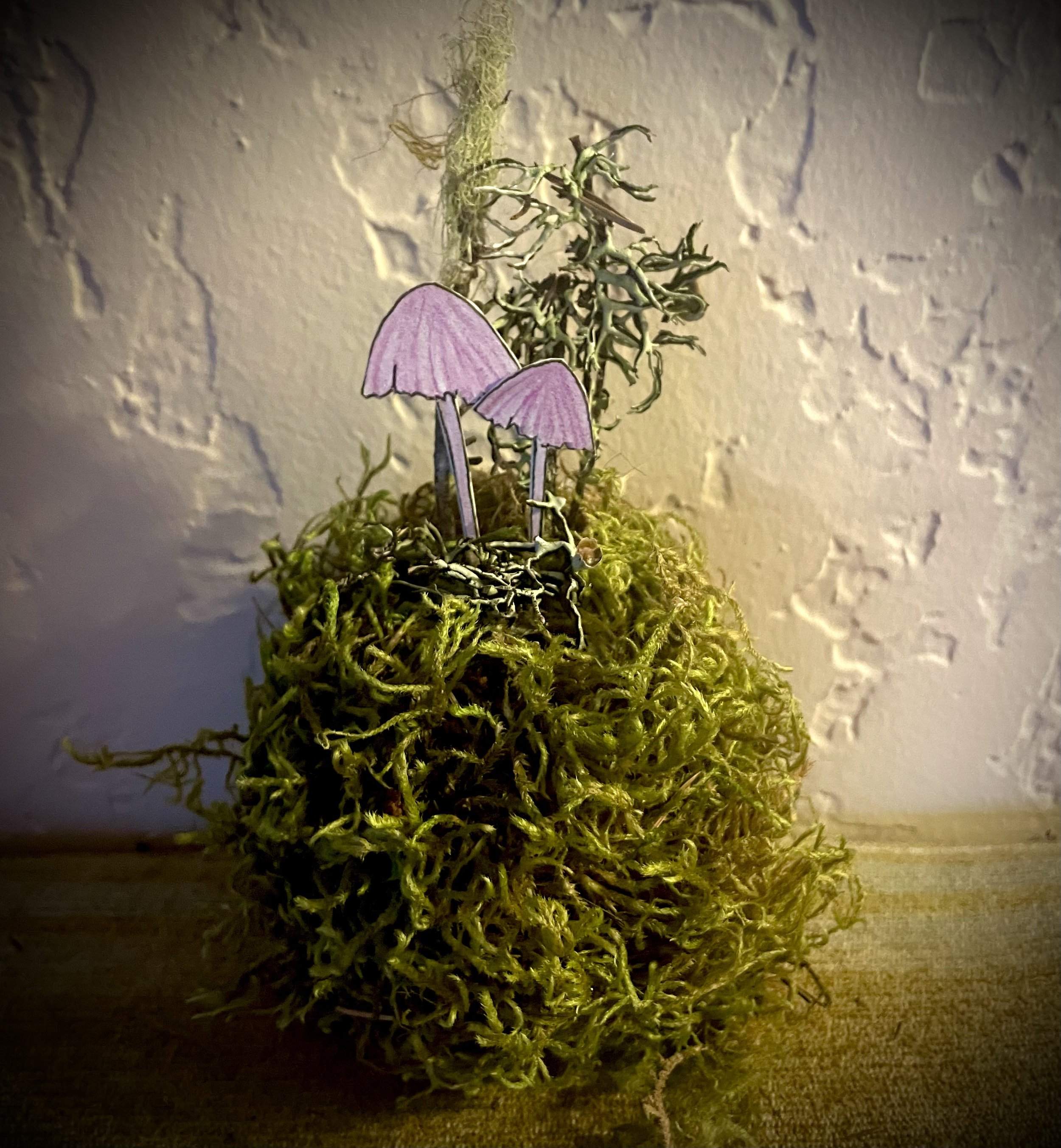 Wonderama Kokedama (with stand)
