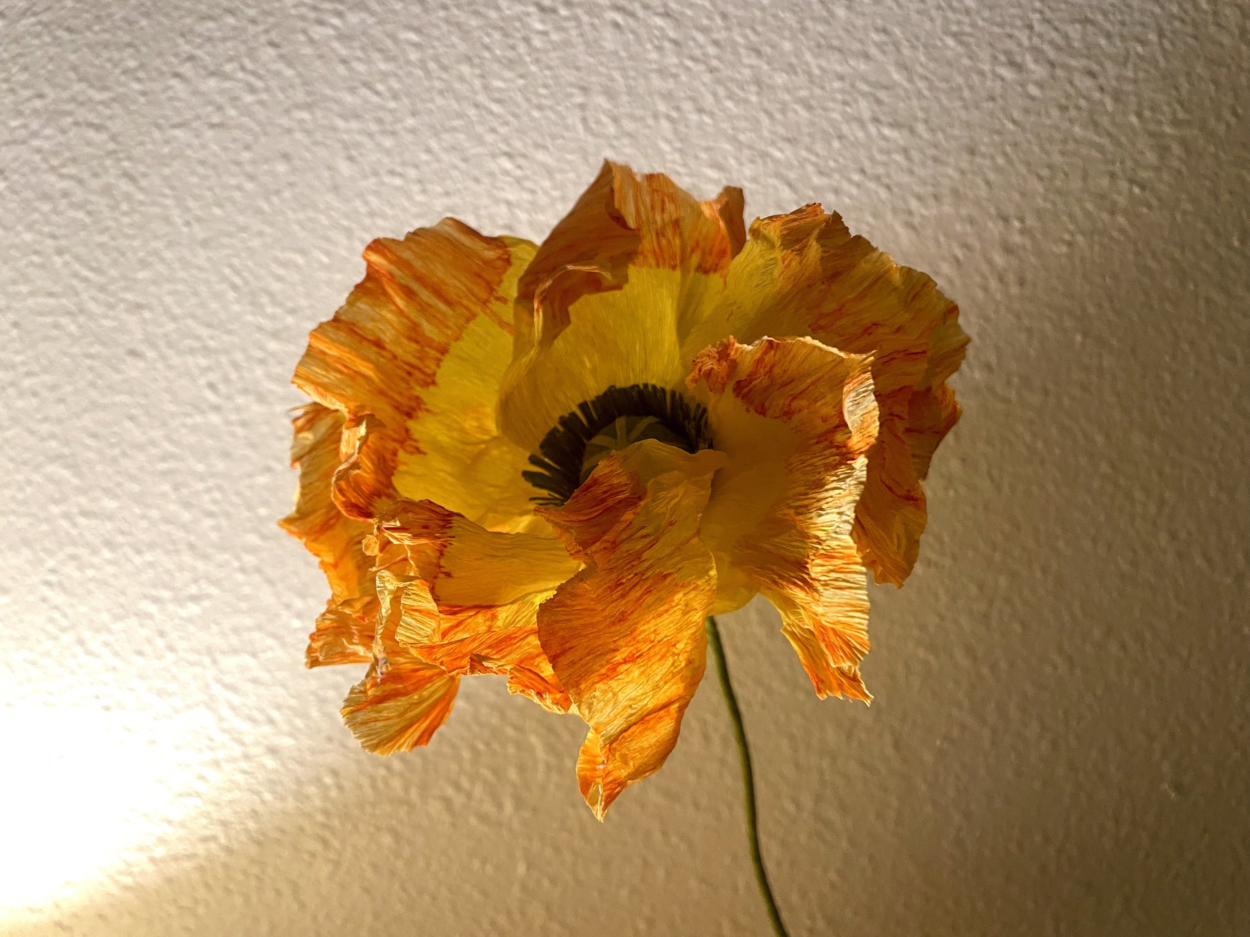 IMG_5156.jpeg