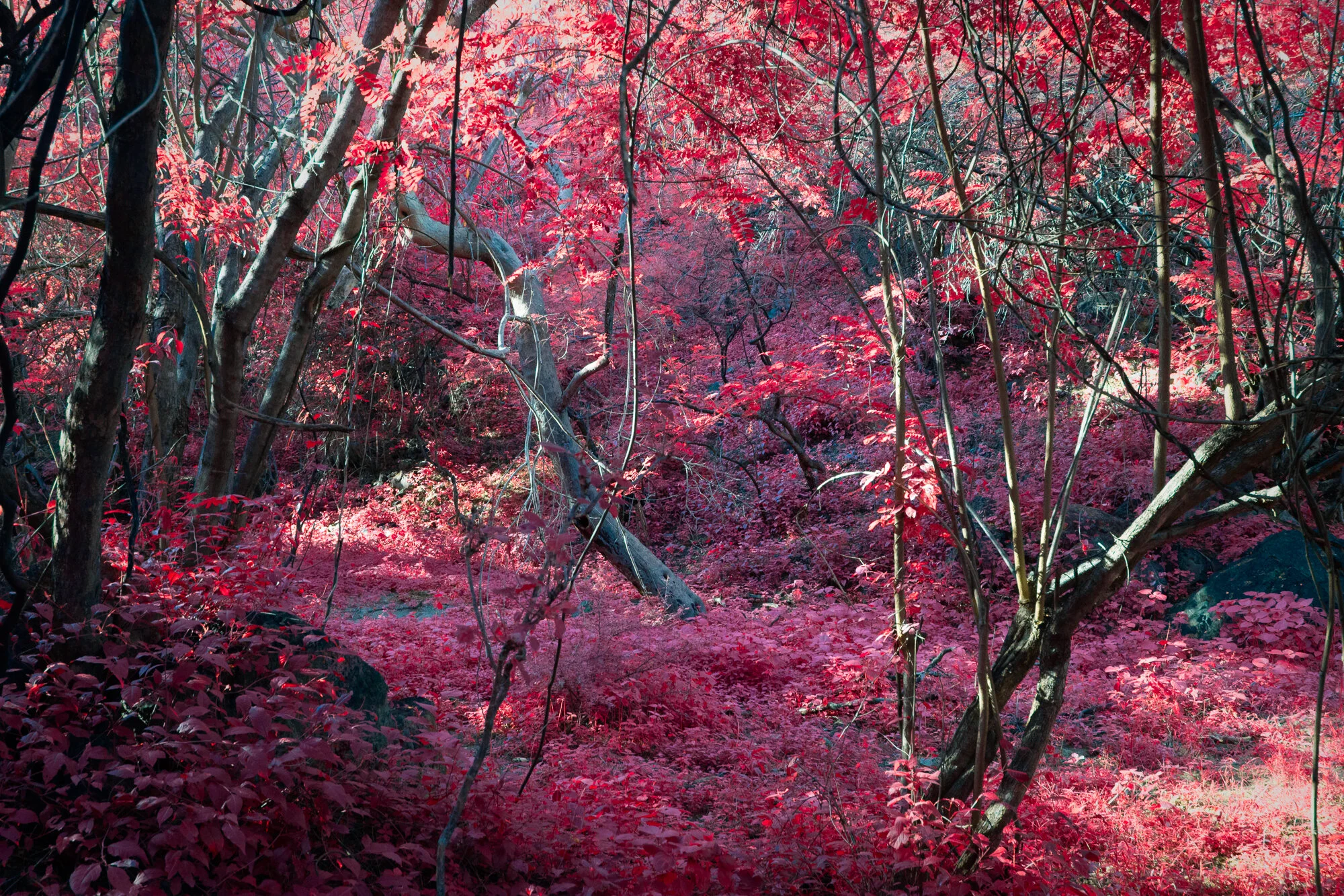 Guadalupe Victoria, Mexico