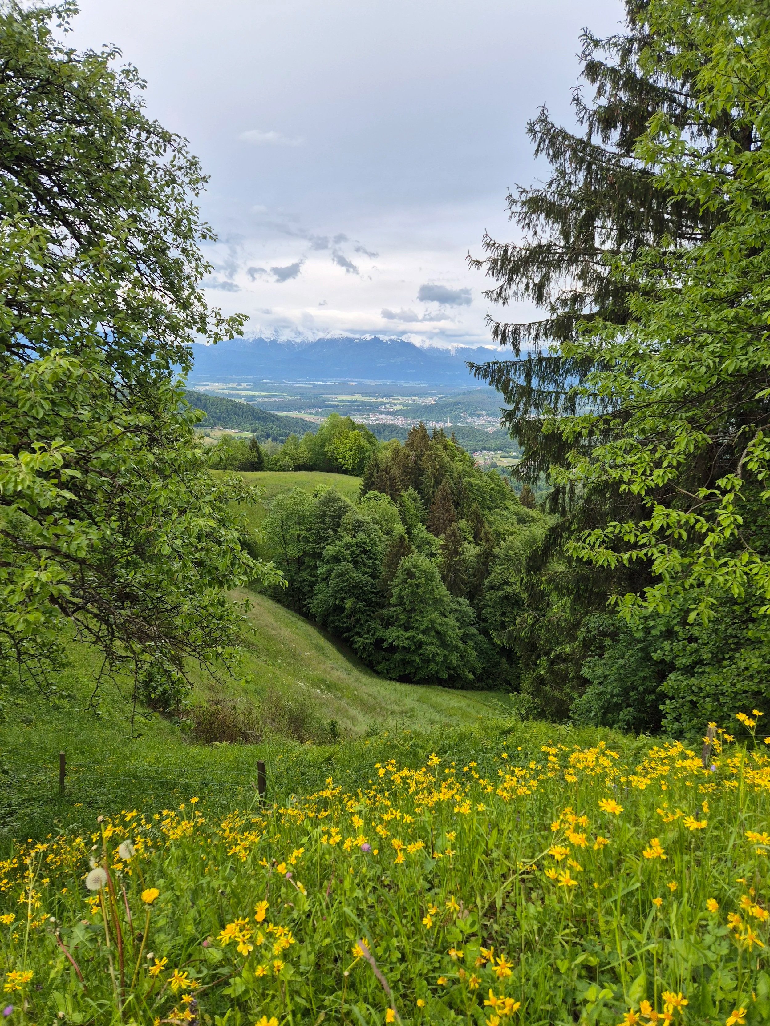 The Season of Spring and Wood