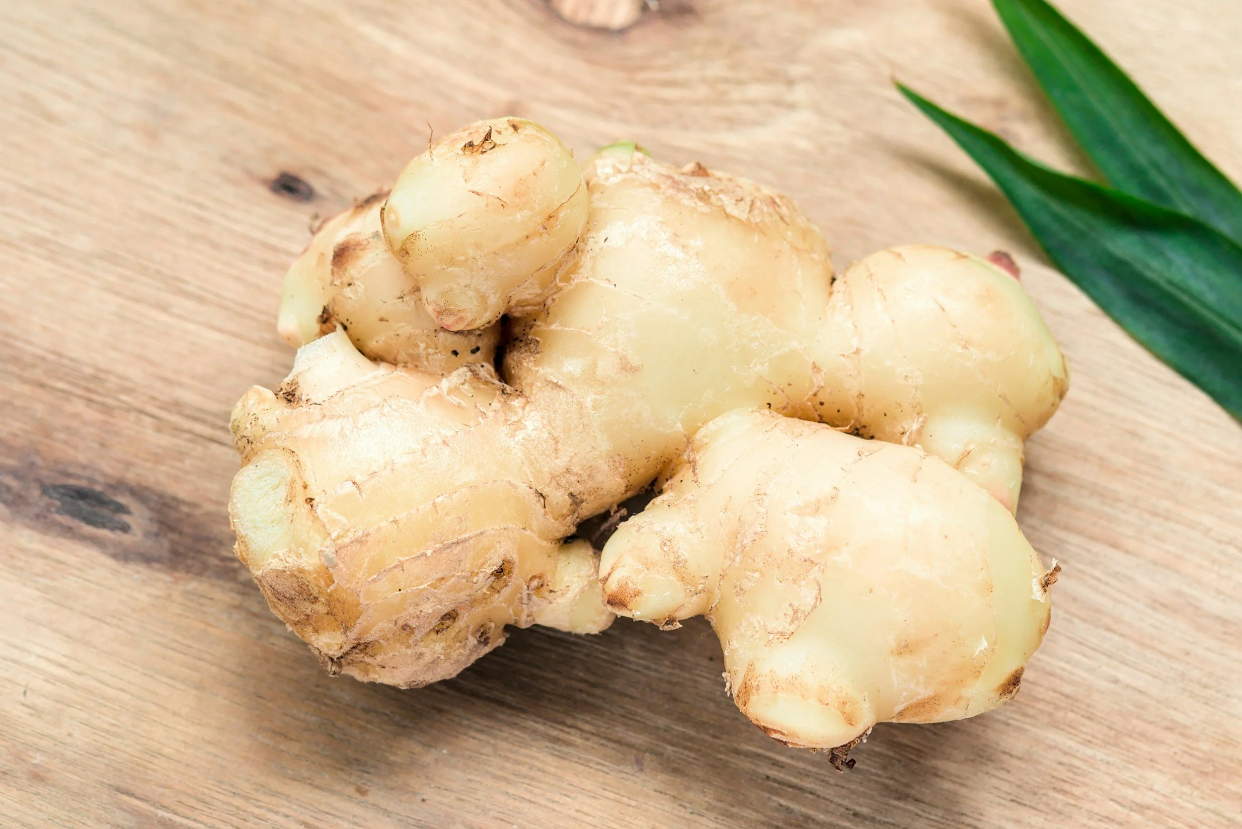 fresh ginger rhizome for kapha dosha