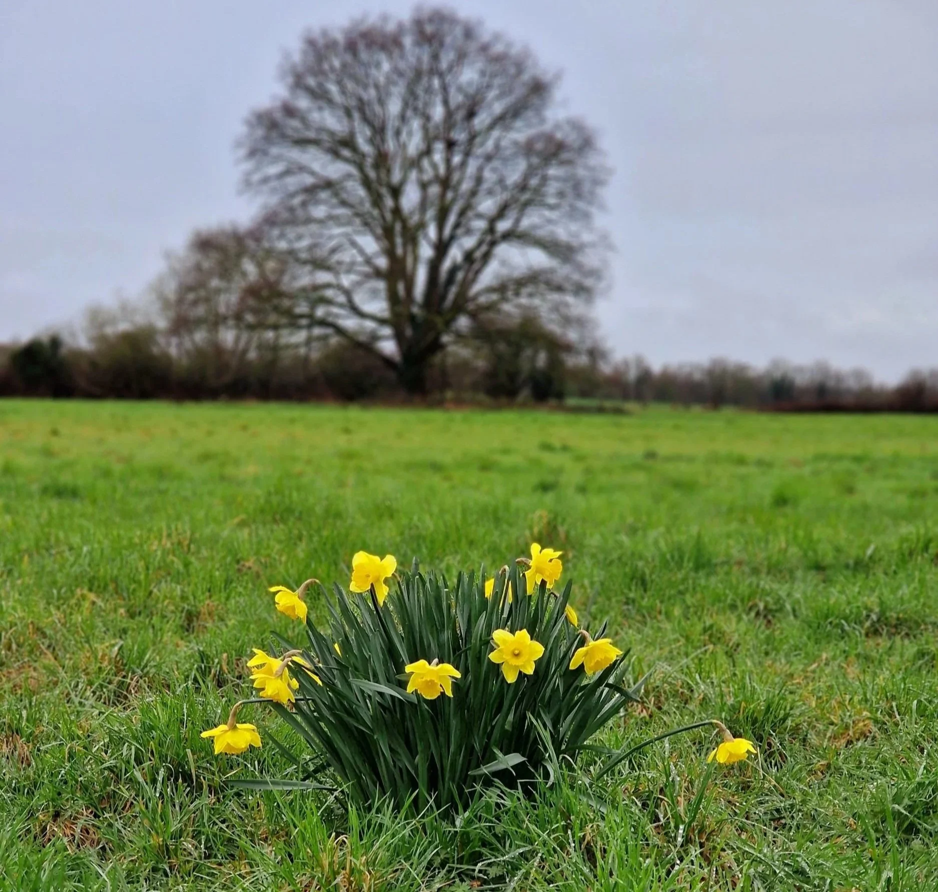 bare trees, daffodils announcing spring on dewy grass