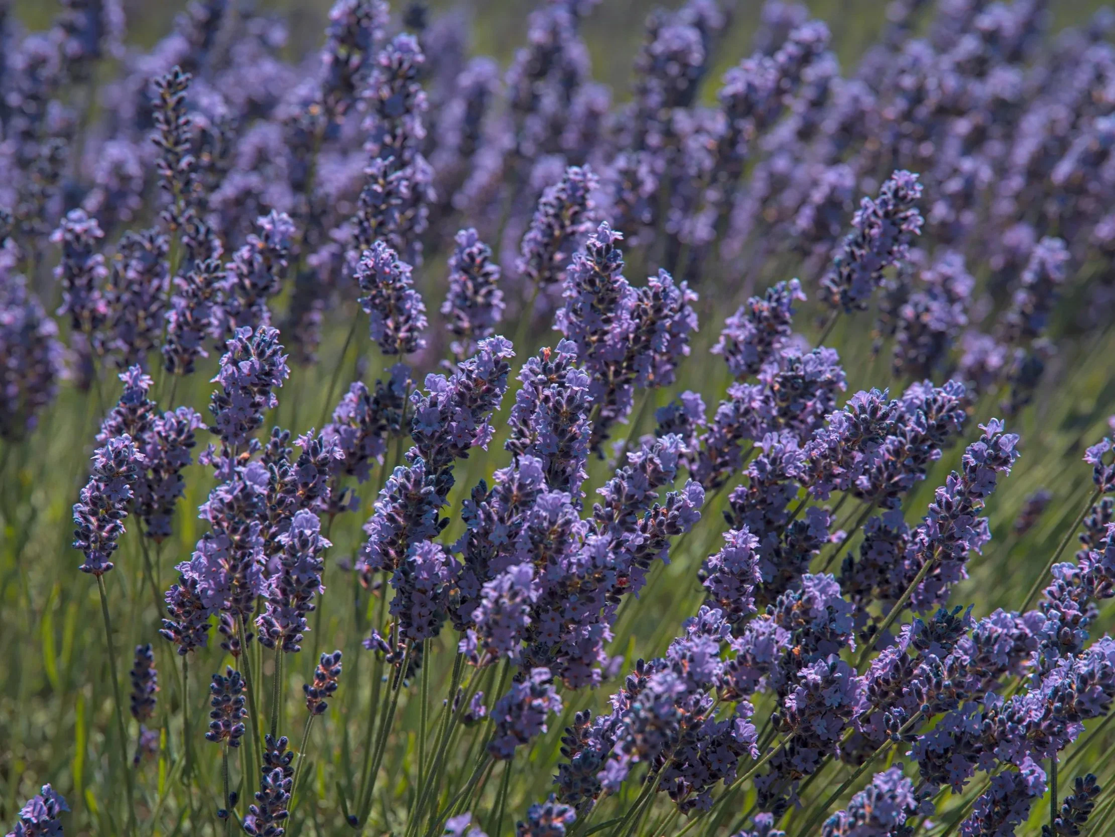 Lavender flowers symbolising relaxation and calm — often used in teas and aromatherapy to reduce stress.