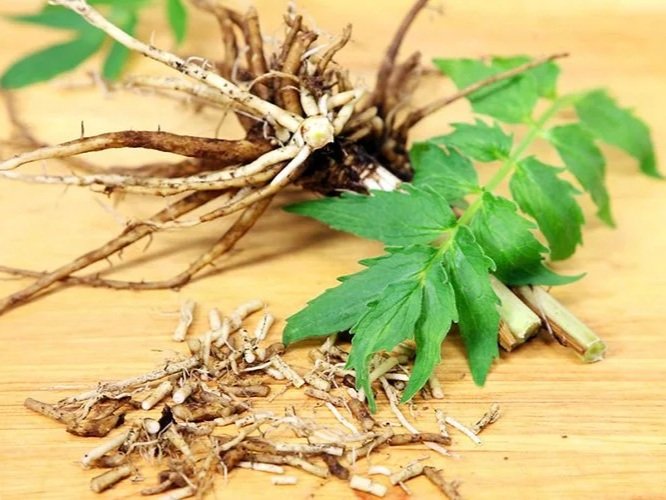 Roots and dried pieces of Valerian (Tagara) — a deeply calming herb used in Ayurveda to support deep rest and ease anxiety.