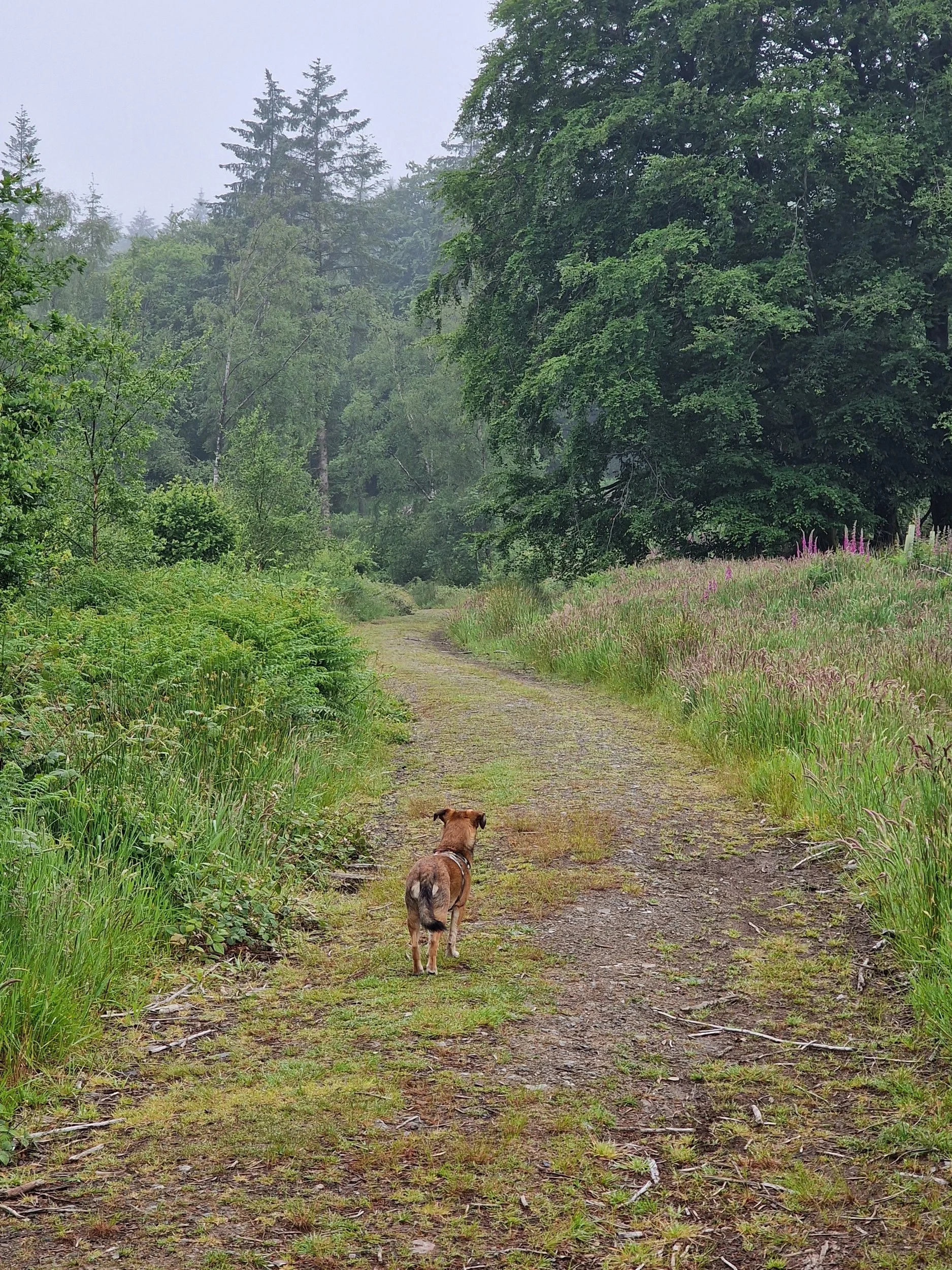 quiet path at yewfield at the sacred pause retreat