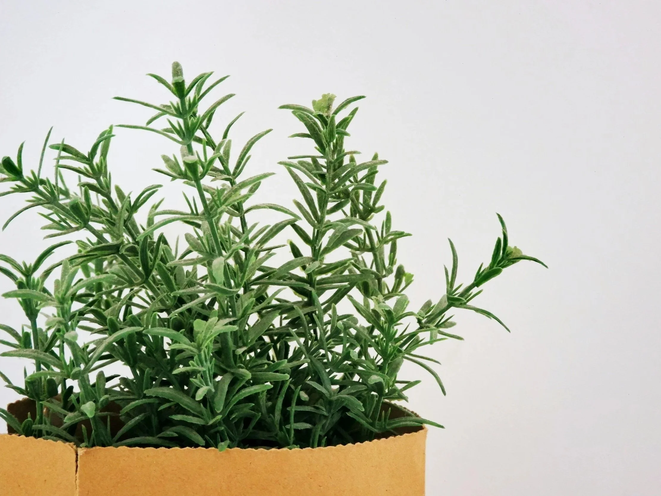 Fresh rosemary sprigs — an invigorating yet grounding herb that clears mental fog and enhances focus during winter.