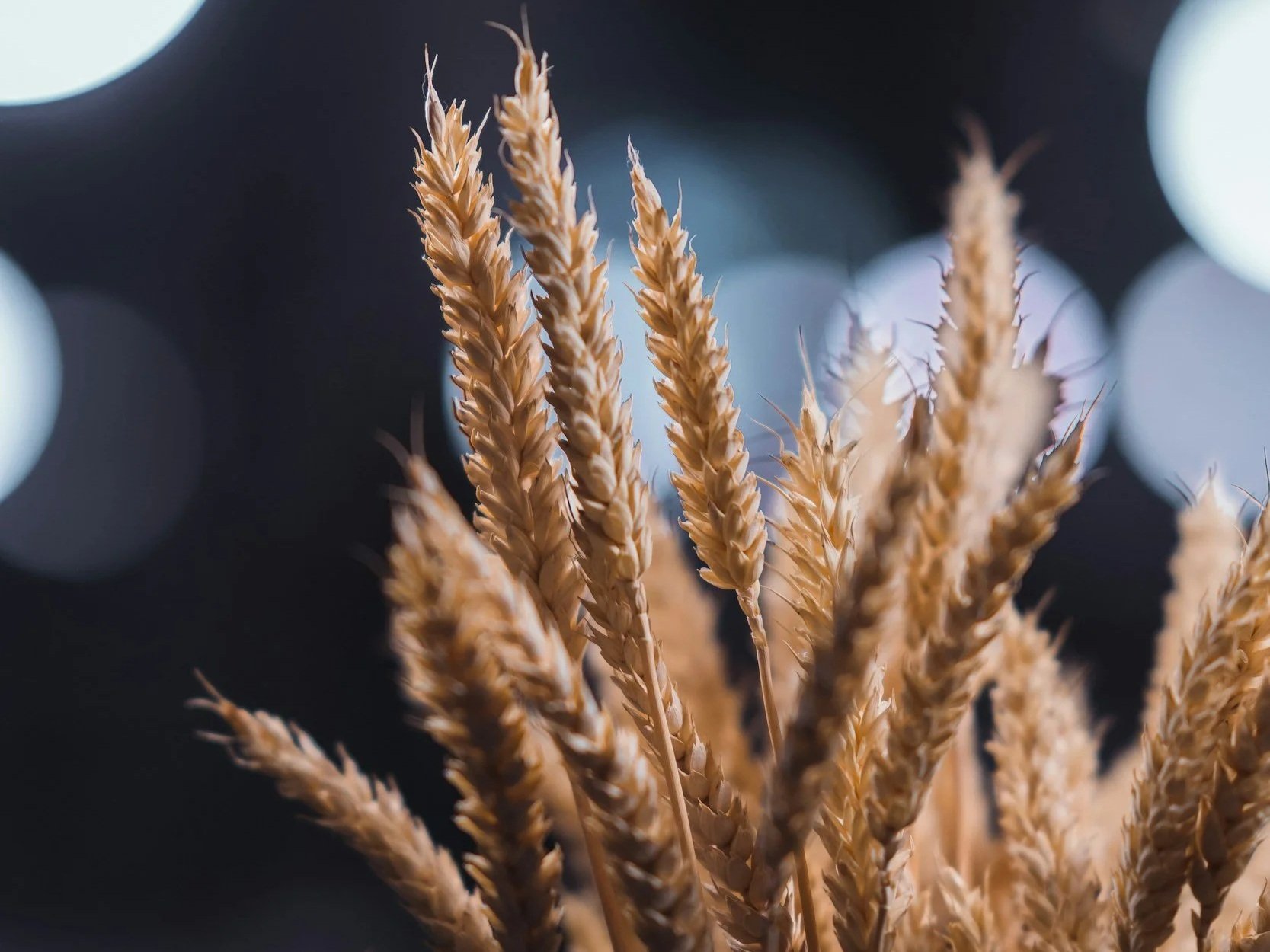 A bunch of oat straw in soft light — a nourishing nervine tonic that restores the nervous system and helps relieve fatigue.
