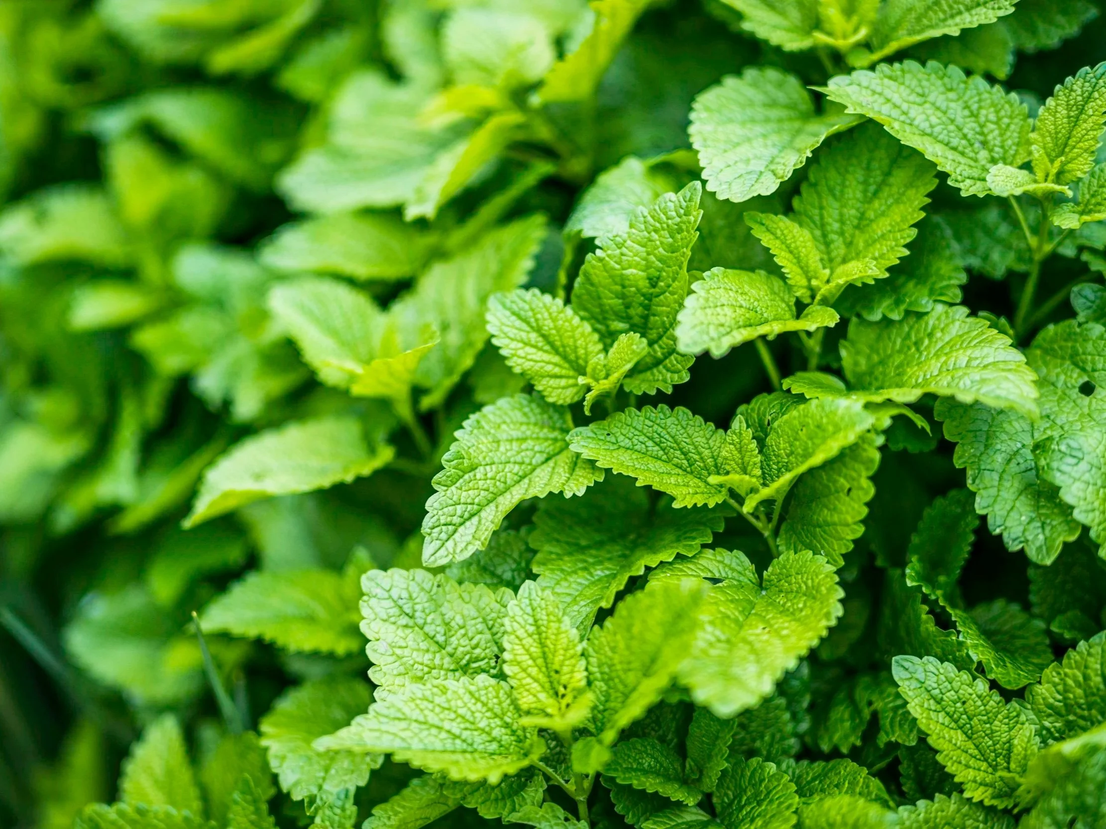 Fresh green lemon balm leaves — a soothing local herb used to uplift mood and ease anxiety during the Vata season.