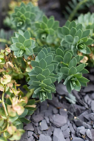 Plant Guide: Euphorbia — Victoria Wade
