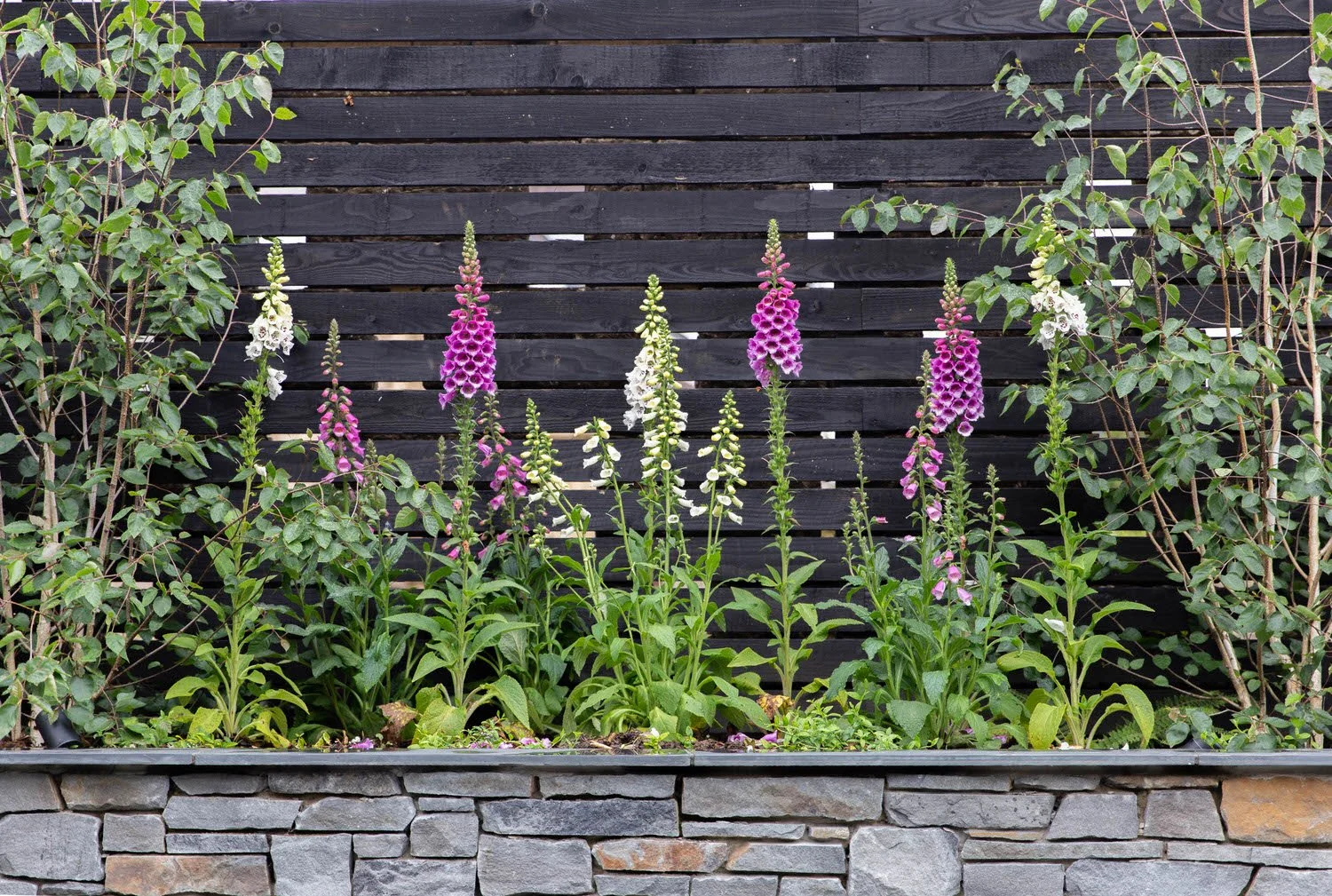 Identifying common poisonous garden plants