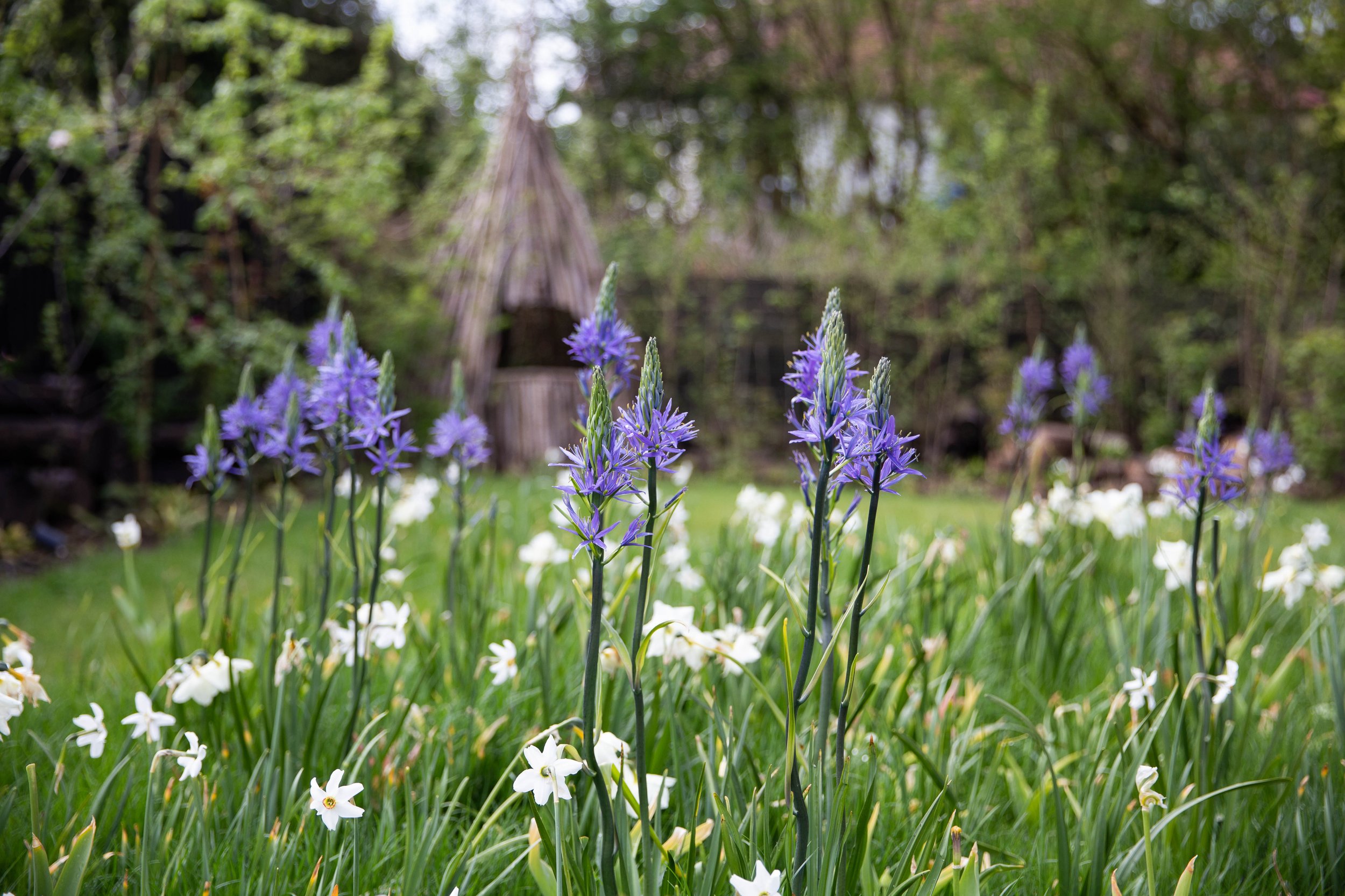 bulb-lawn-camassia-daffodill-victoria-wade (1).jpg