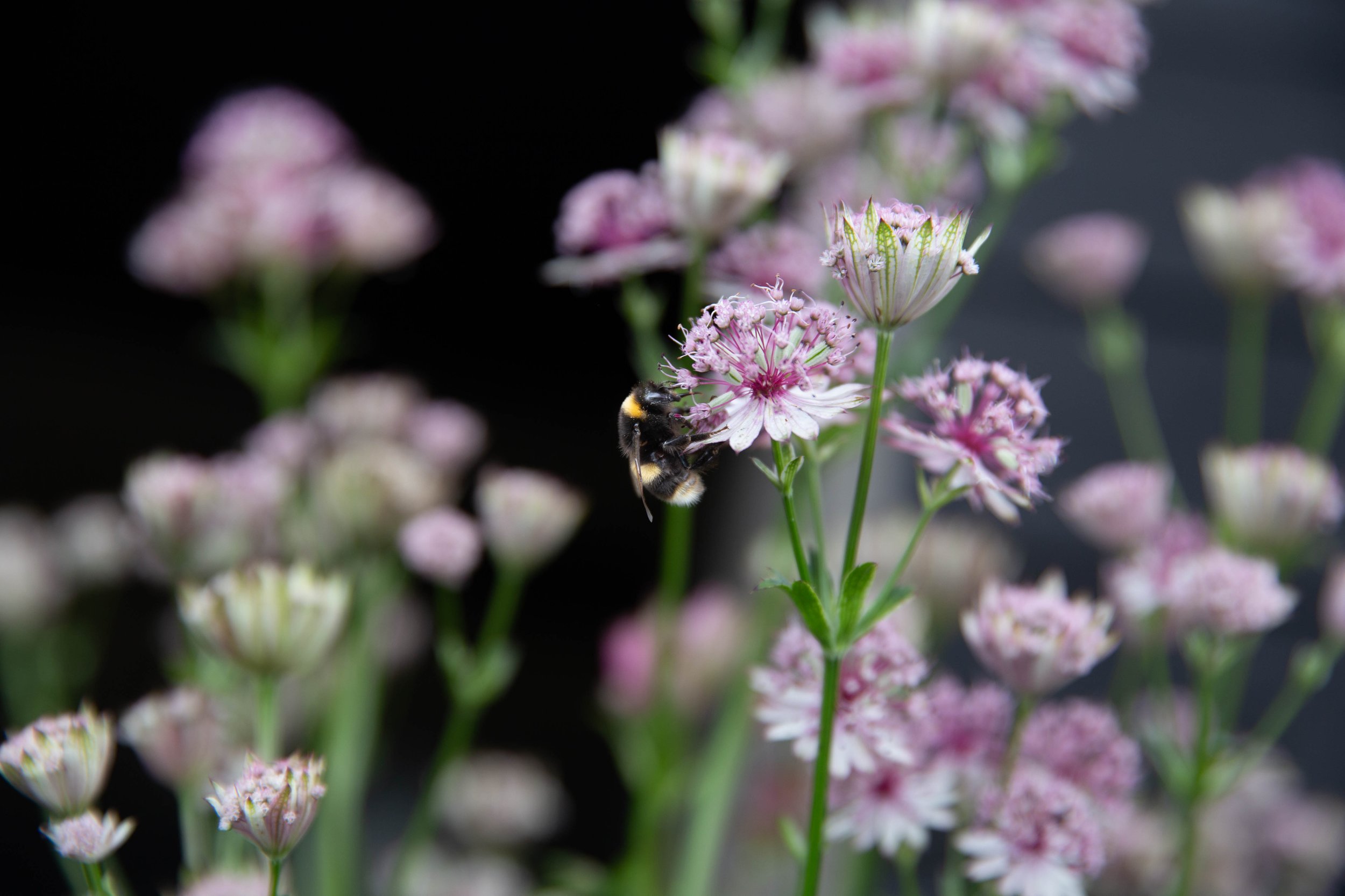 Victoria-Wade-astrantia-bee-friendly.jpg