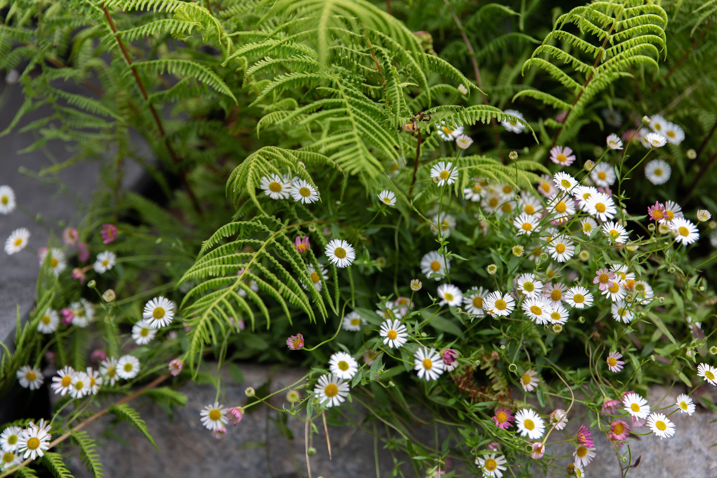 Victoria-Wade-erigeron-ferns.jpg